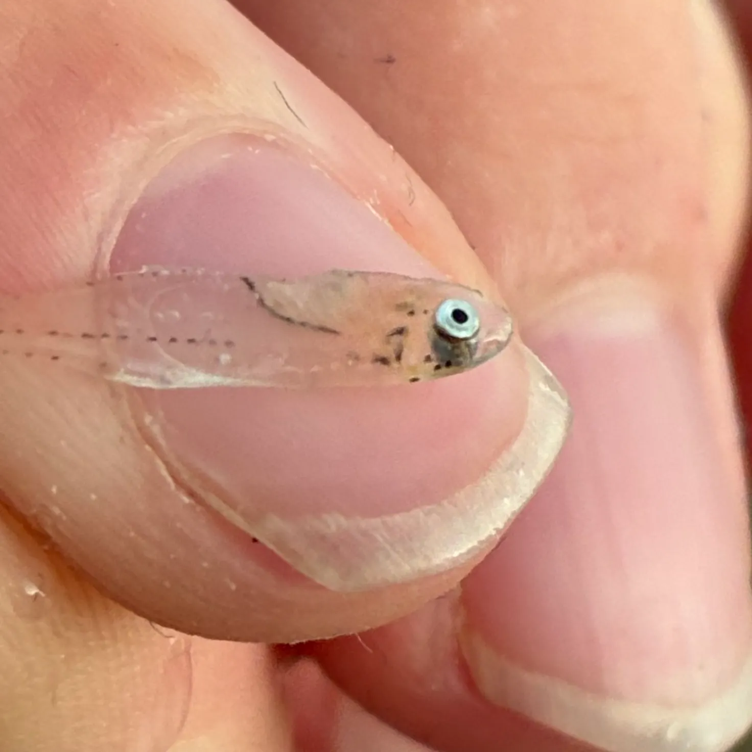 The most recent Bay anchovy catches on Fishbrain