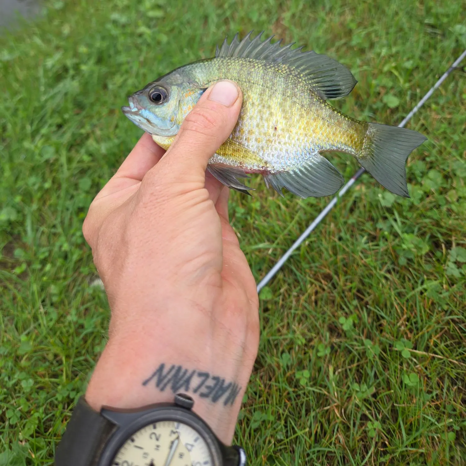 Bluegill caught on Fishbrain
