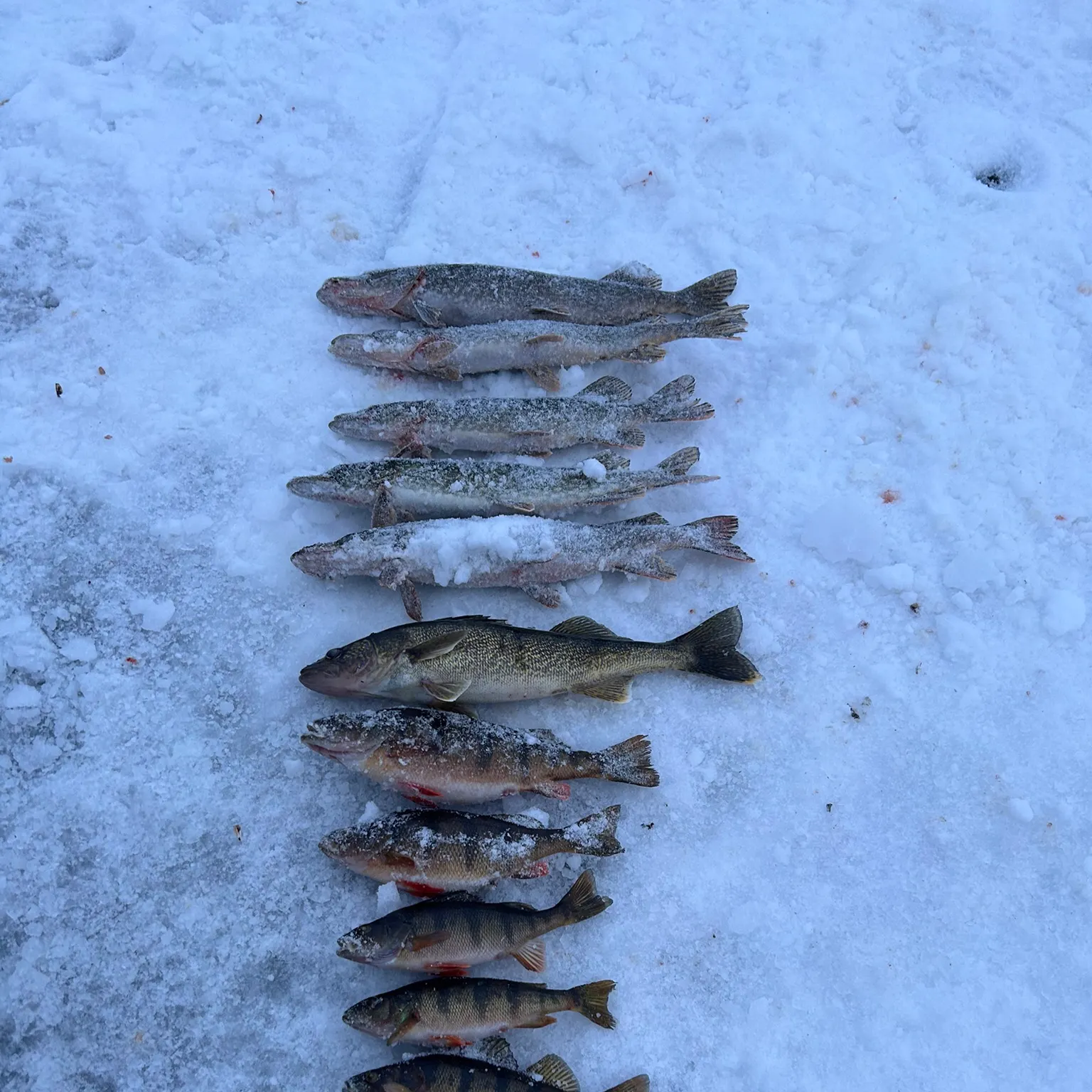 recently logged catches
