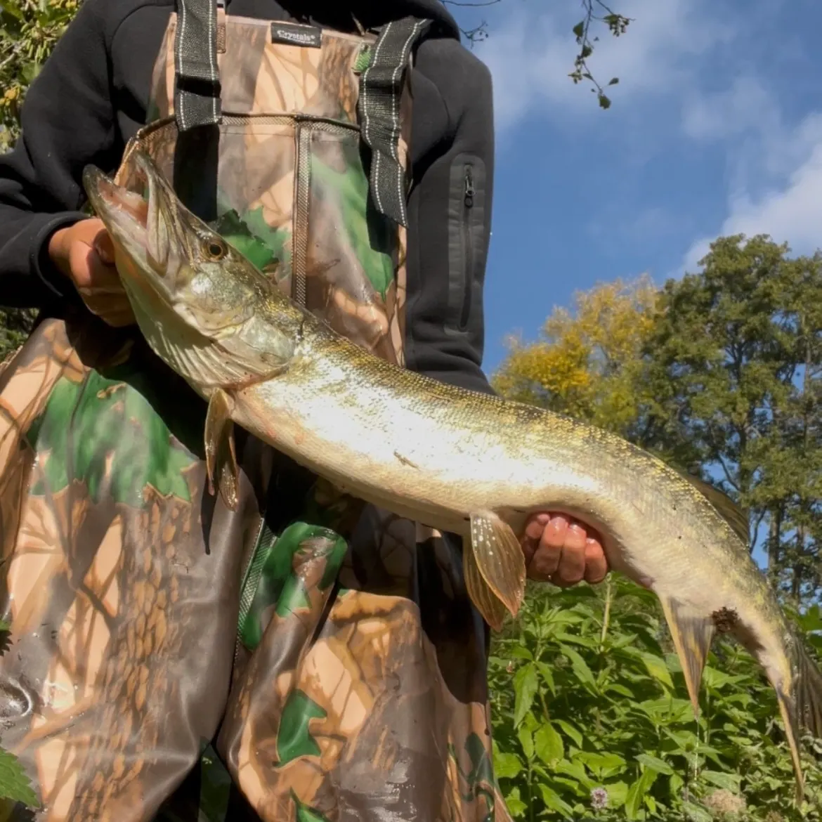 Northern pike caught on Fishbrain
