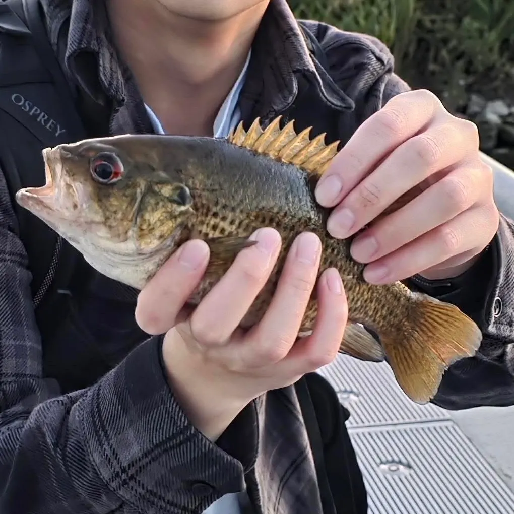 Rock bass caught on Fishbrain