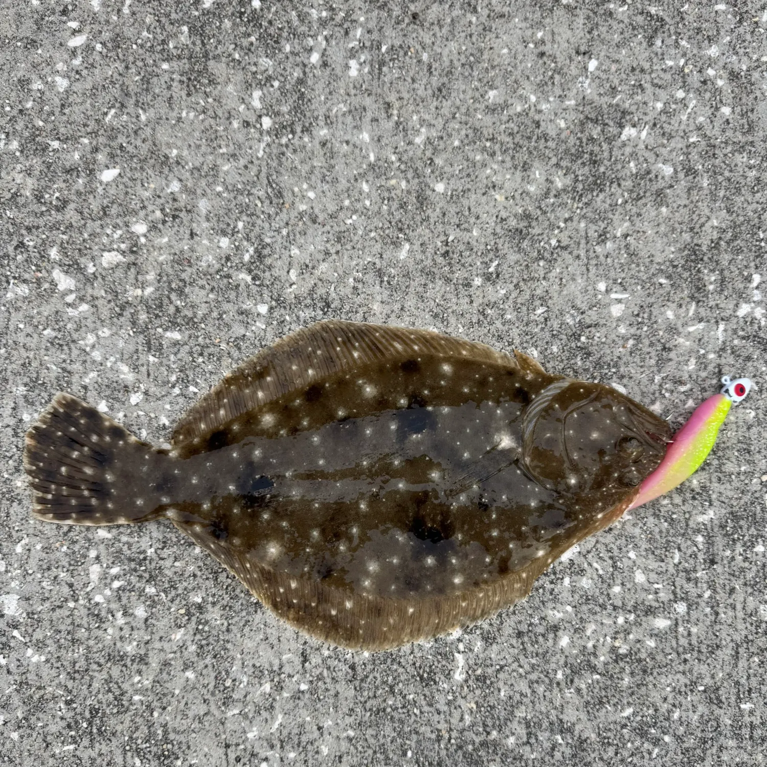 The most recent Gulf flounder catches on Fishbrain