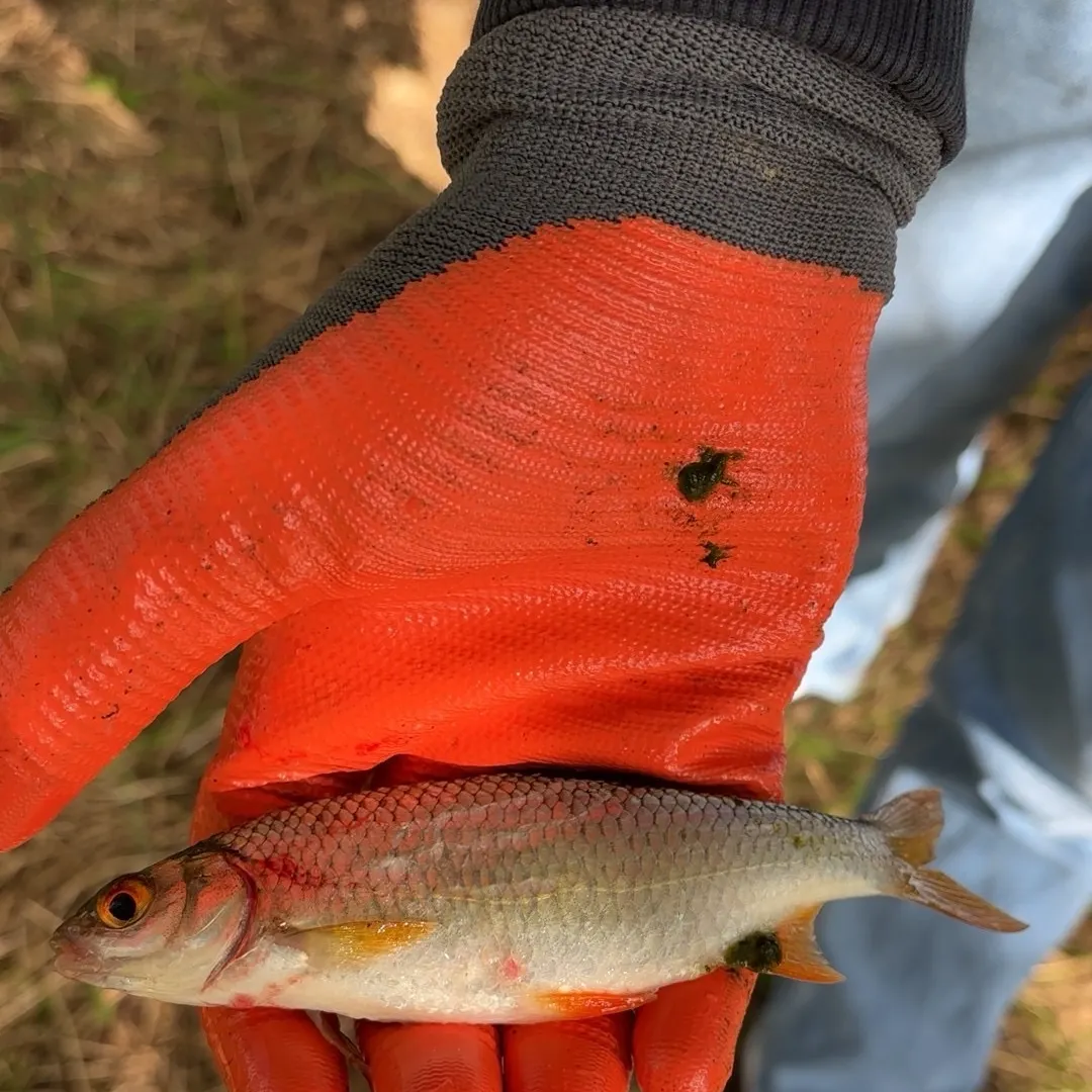 Common rudd caught on Fishbrain
