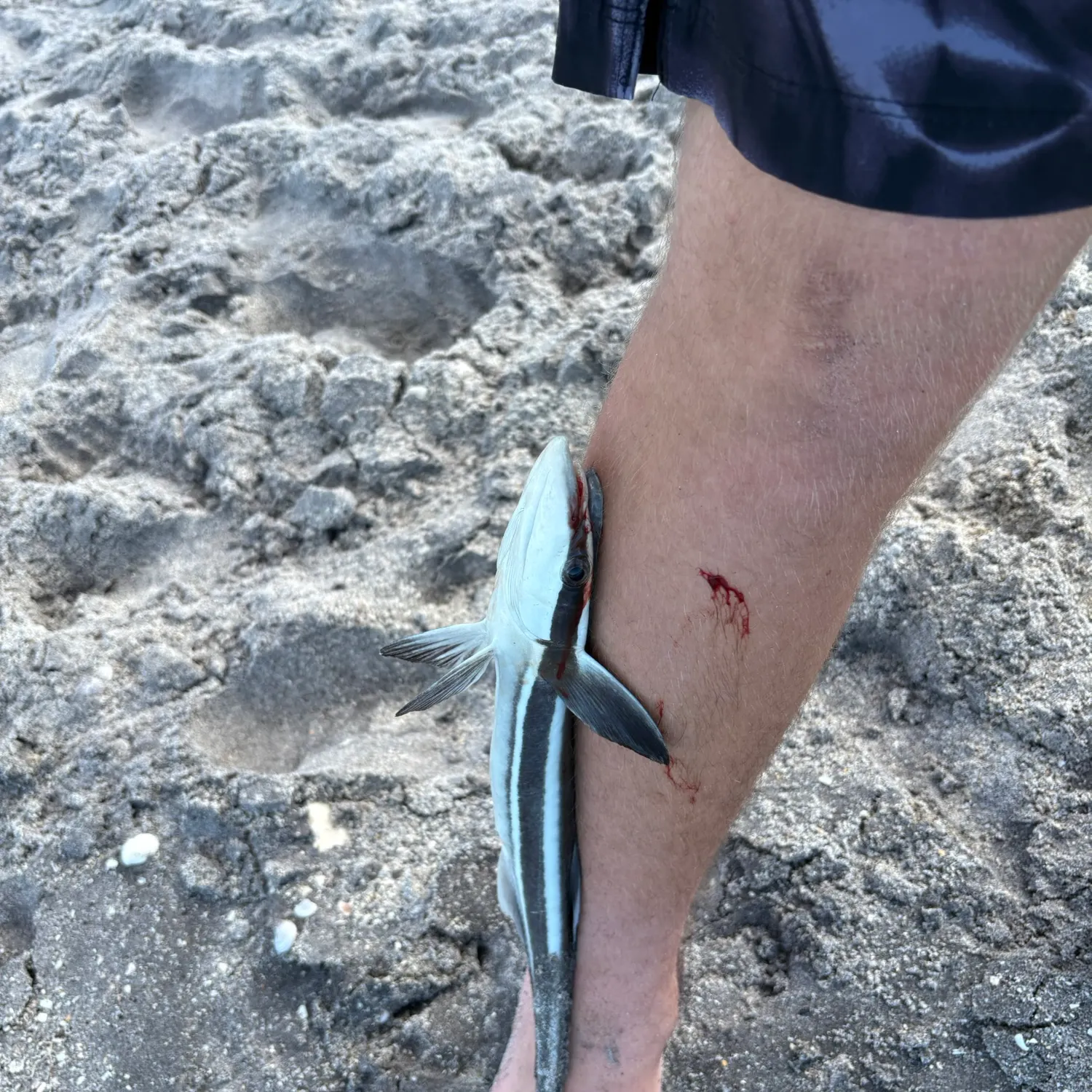 The most recent Common remora catches on Fishbrain