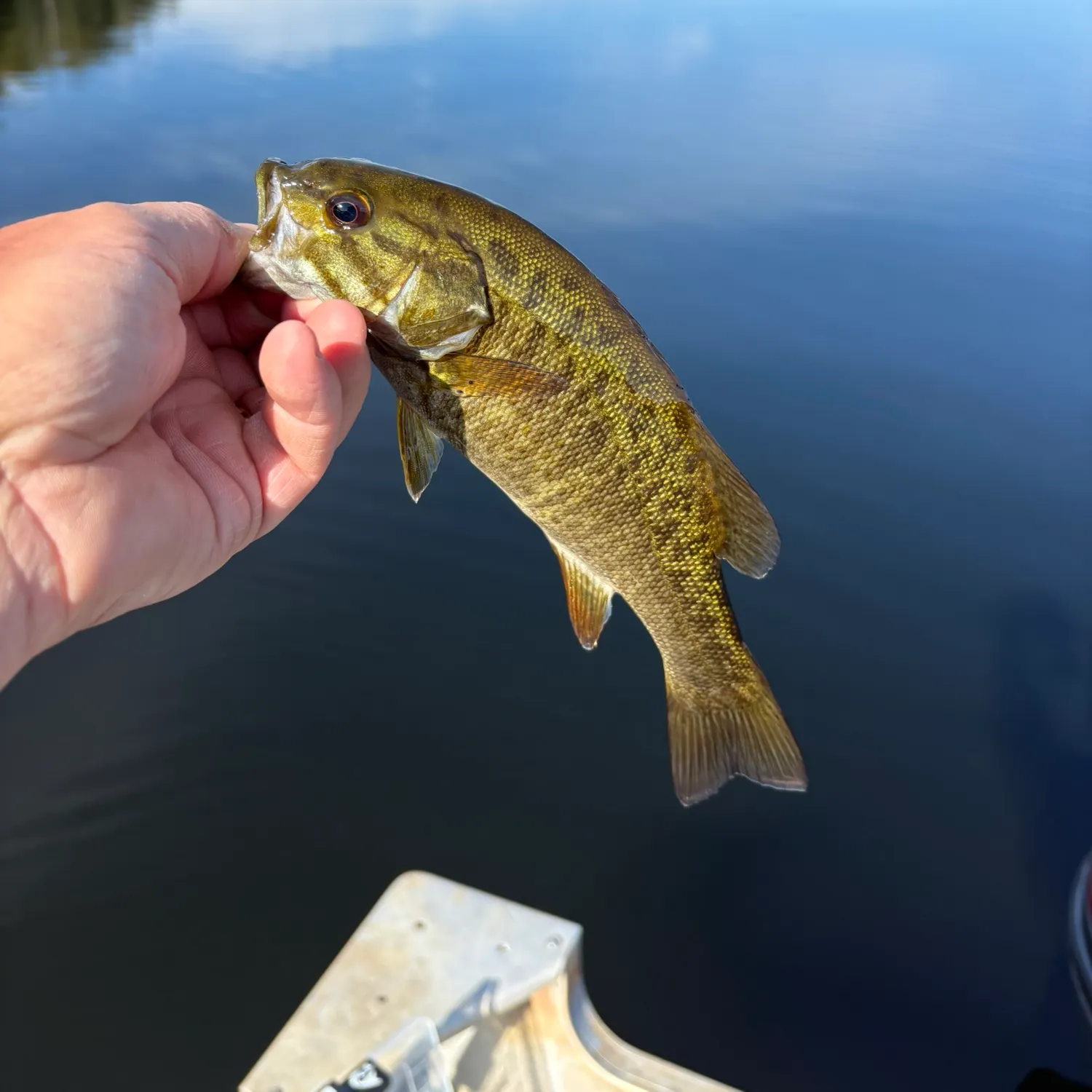 Smallmouth bass caught on Fishbrain