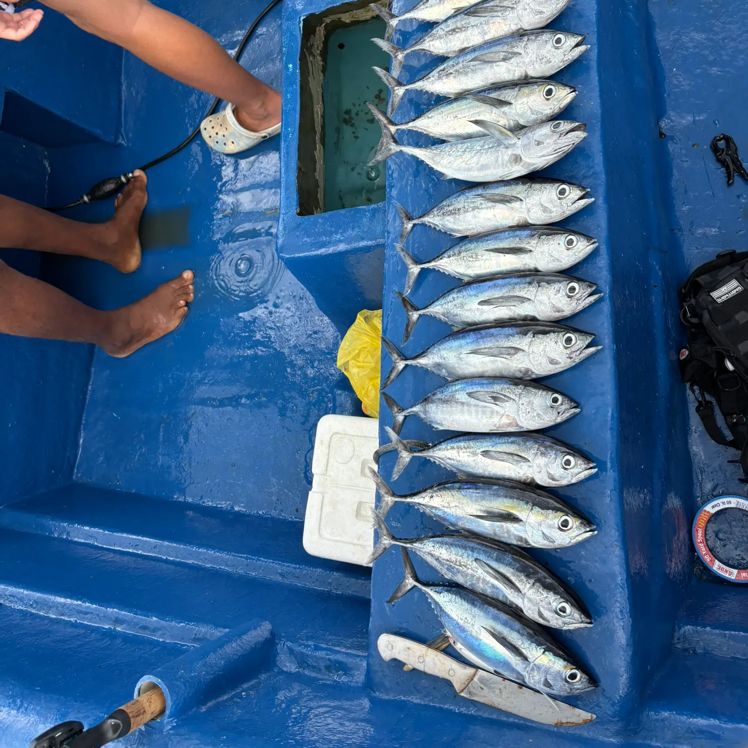 recently logged catches