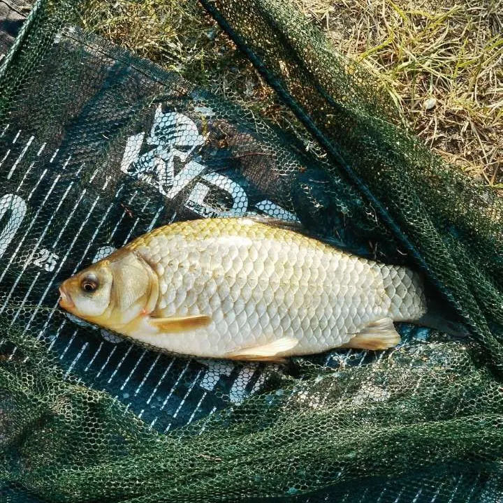 Crucian carp caught on Fishbrain