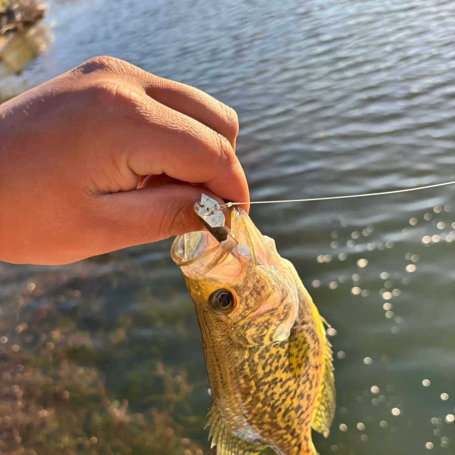 Black crappie caught on Fishbrain