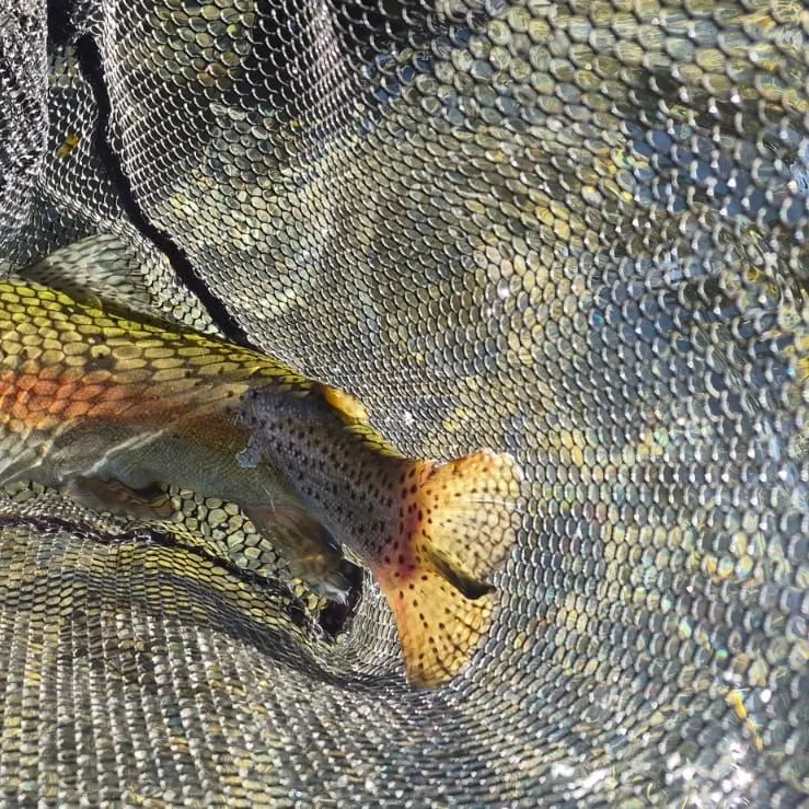Rainbow trout caught on Fishbrain