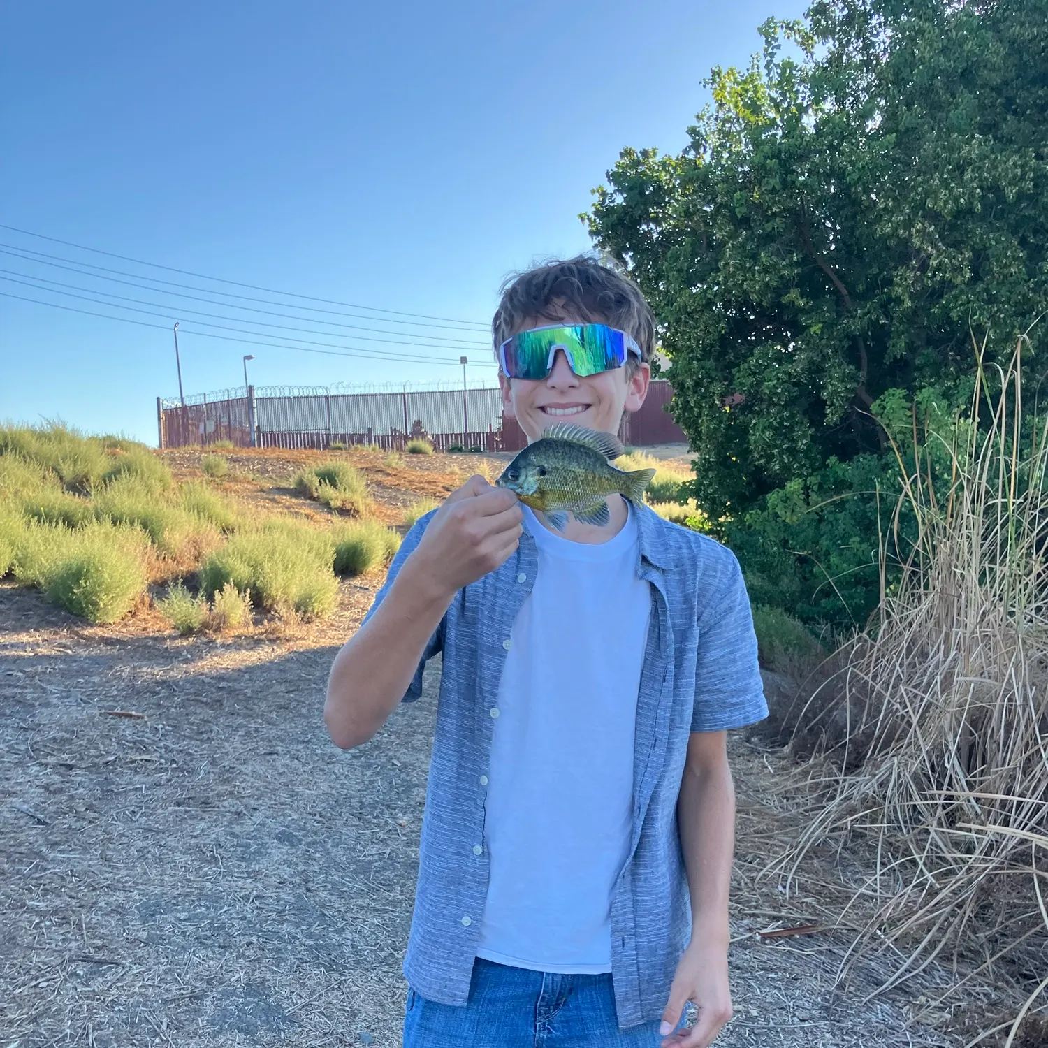 Bluegill caught on Fishbrain