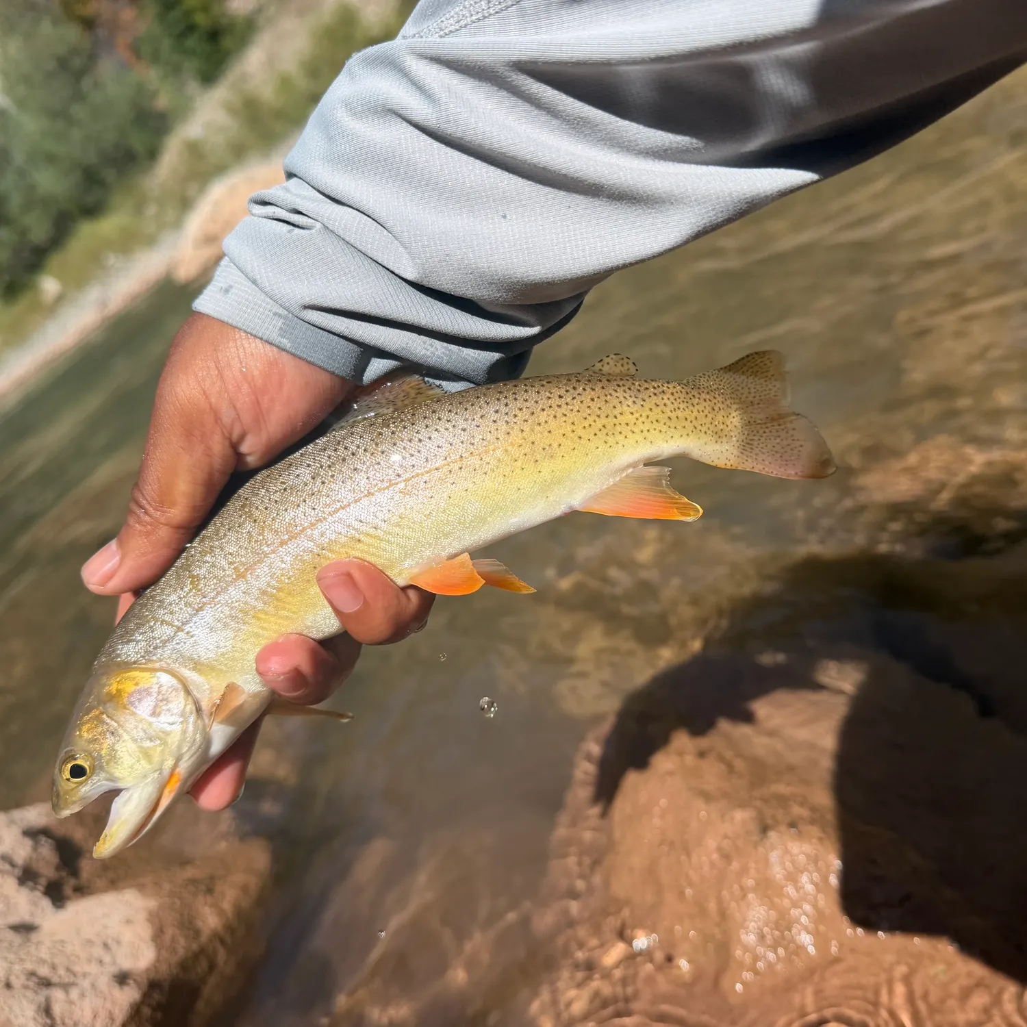 Snake River fine-spotted cutthroat trout caught on Fishbrain