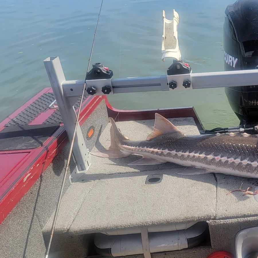 The most recent White sturgeon catches on Fishbrain