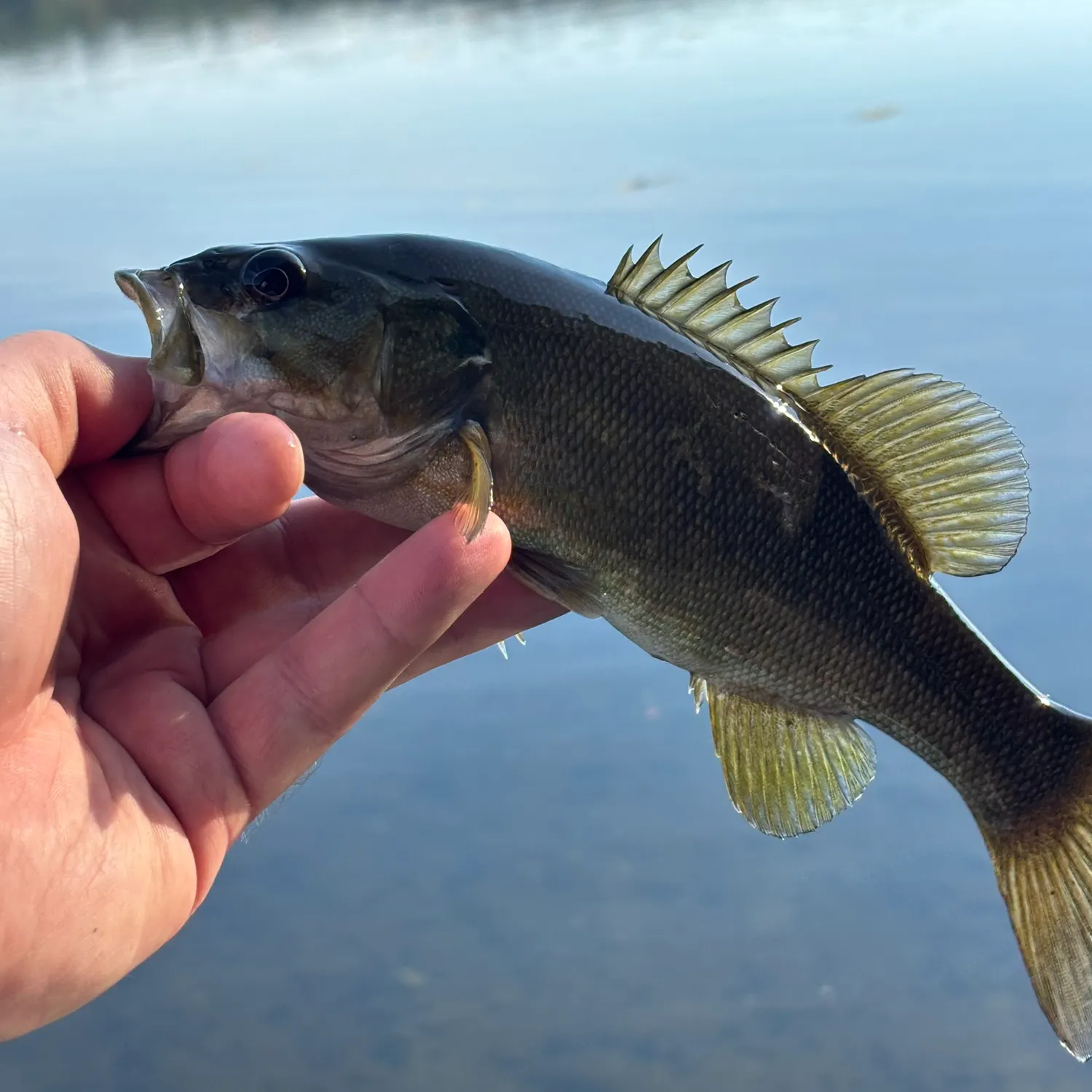 Smallmouth bass caught on Fishbrain