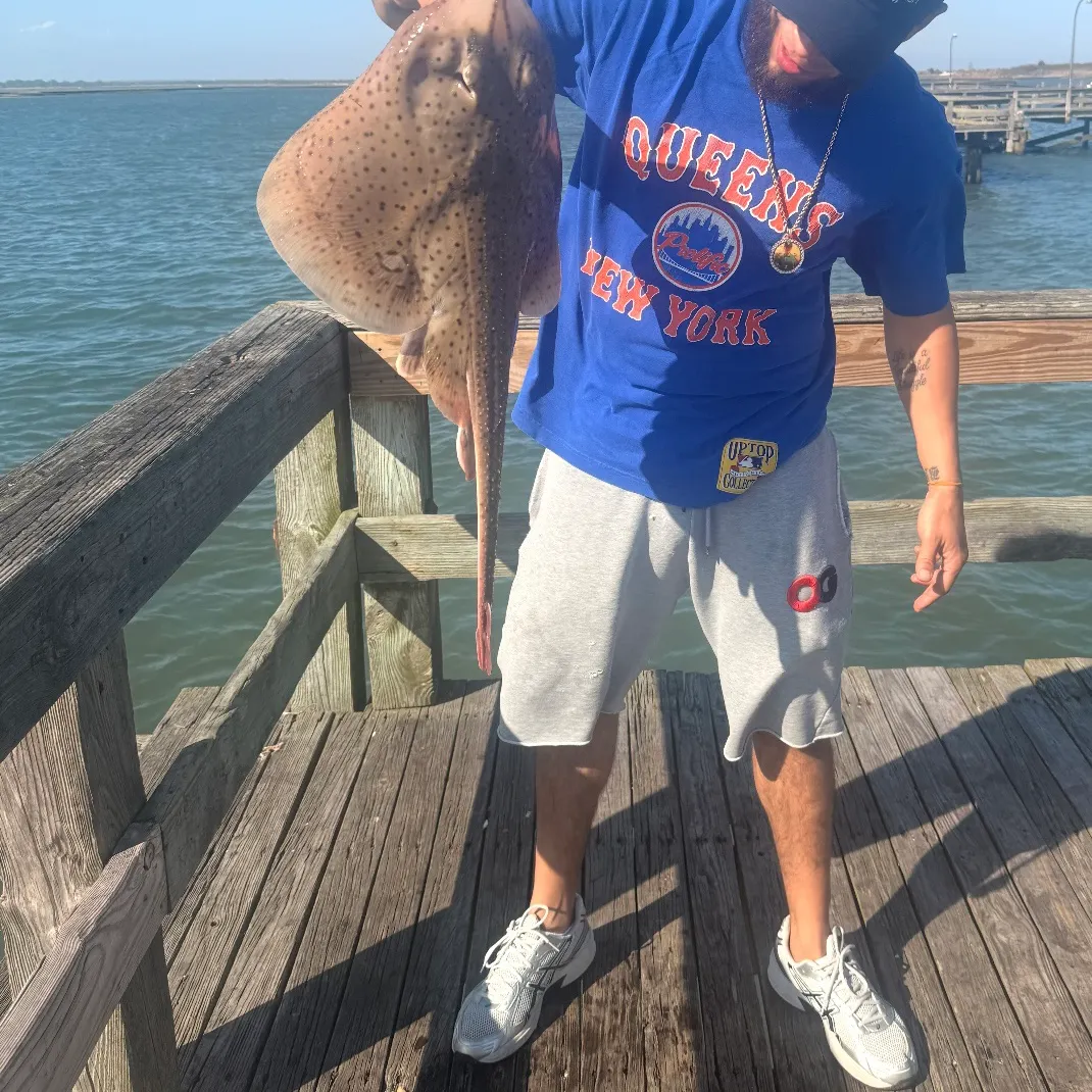 The most recent Little Skate catches on Fishbrain