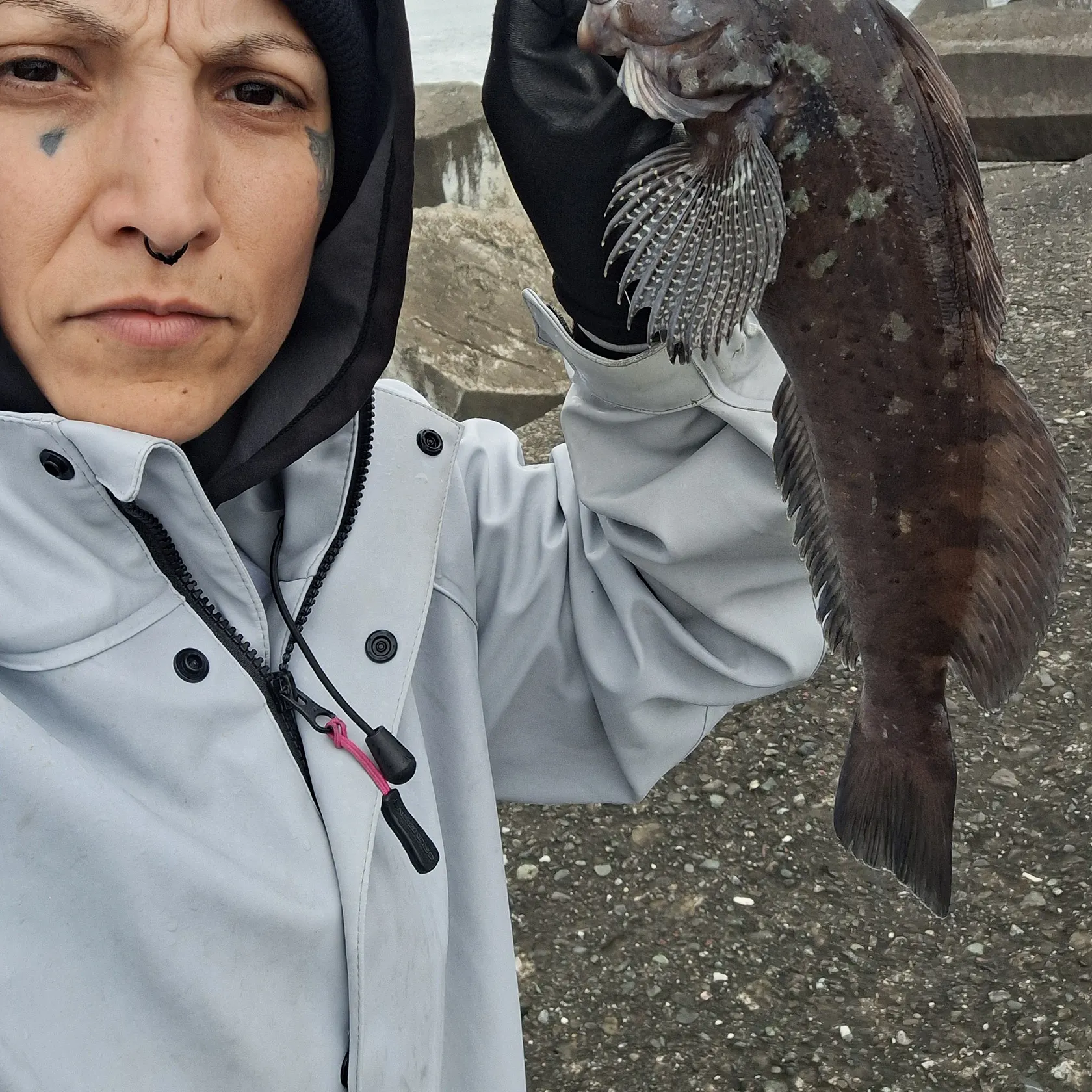 The most recent Kelp greenling catches on Fishbrain