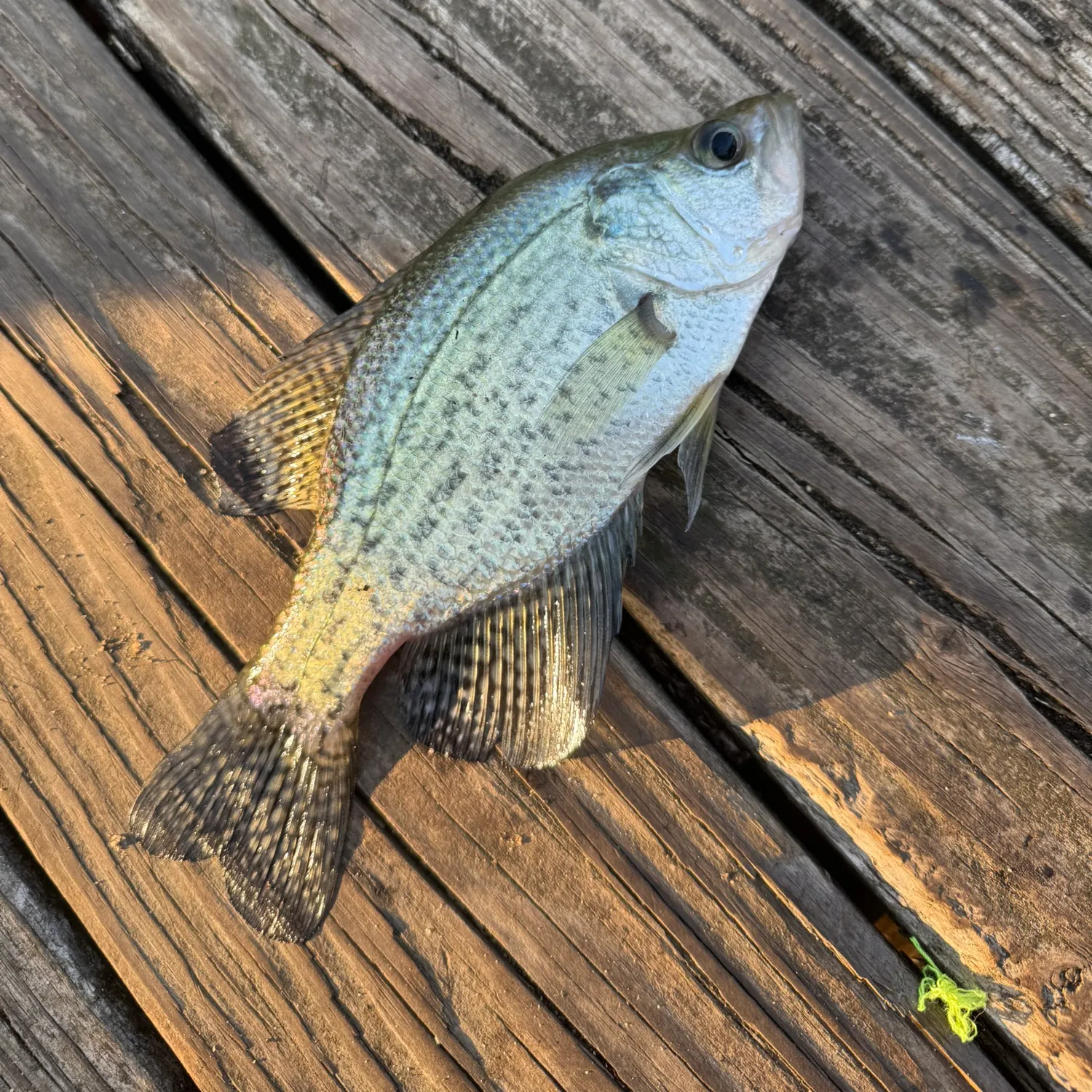 Black crappie caught on Fishbrain