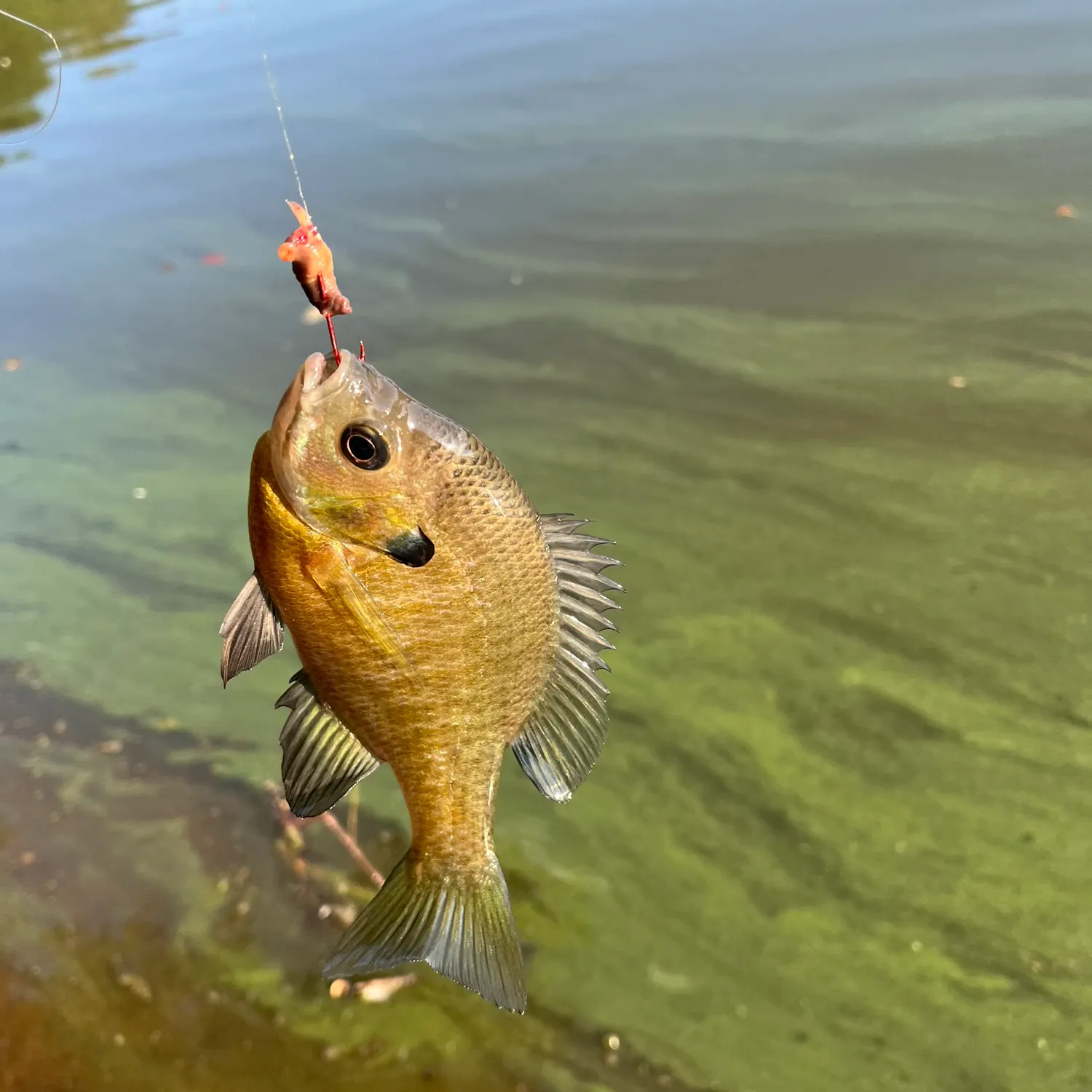 Bluegill caught on Fishbrain