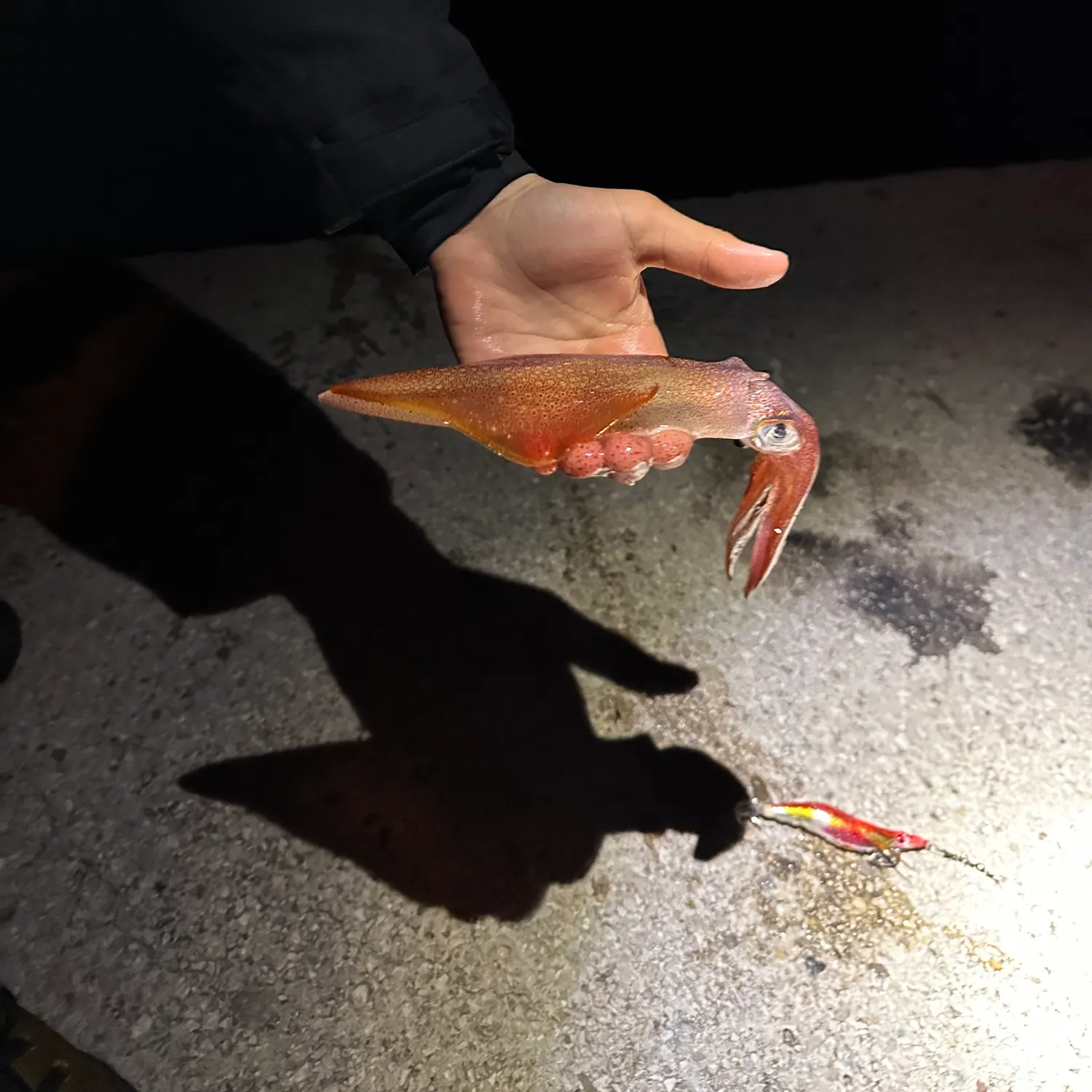 The most recent Southern calamari catches on Fishbrain