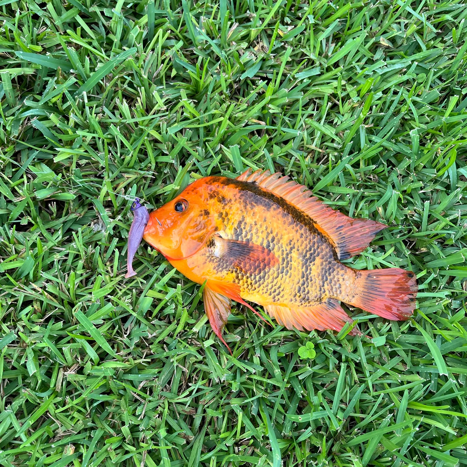Mayan cichlid caught on Fishbrain