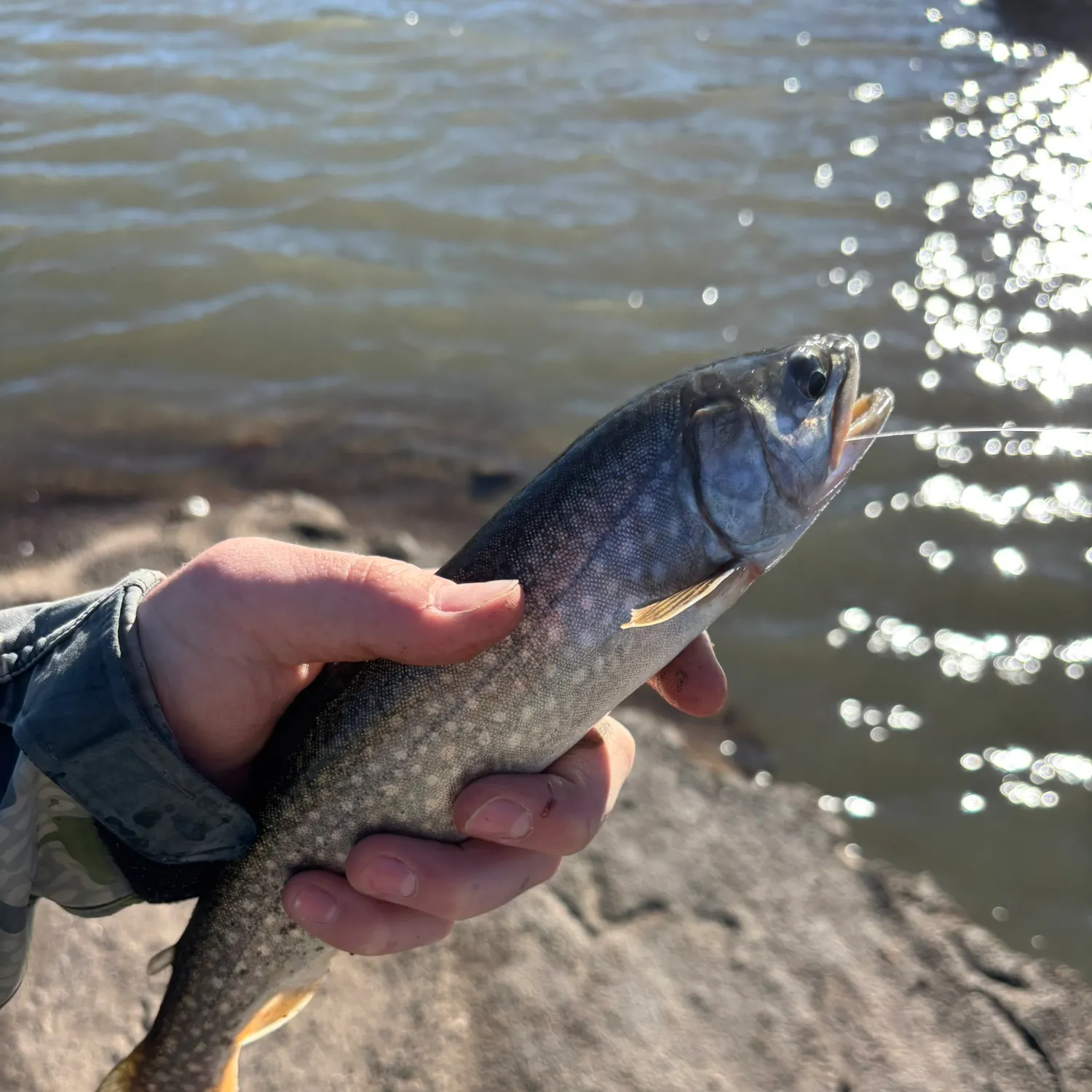 The most recent Splake catches on Fishbrain