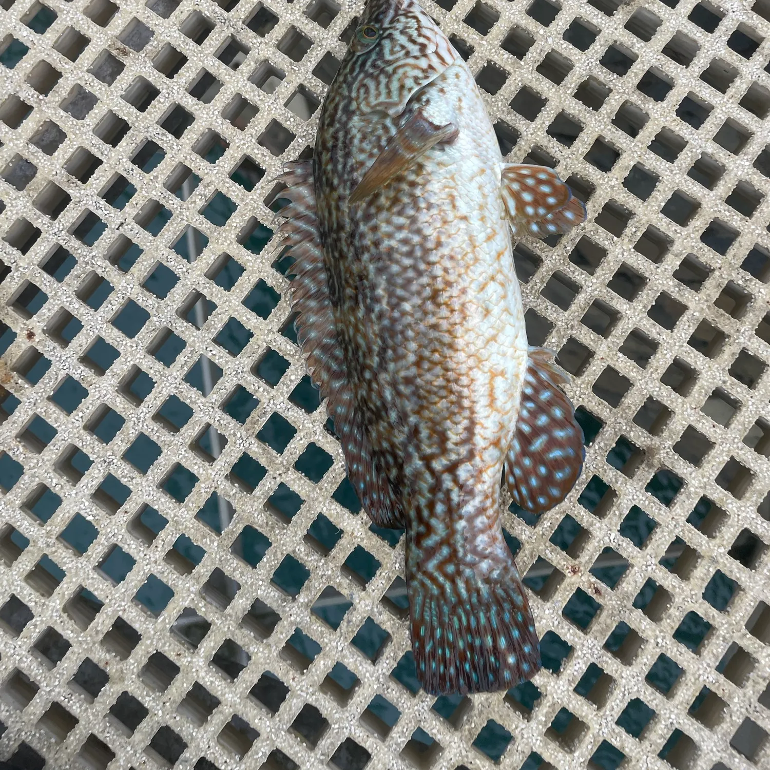 Ballan wrasse caught on Fishbrain