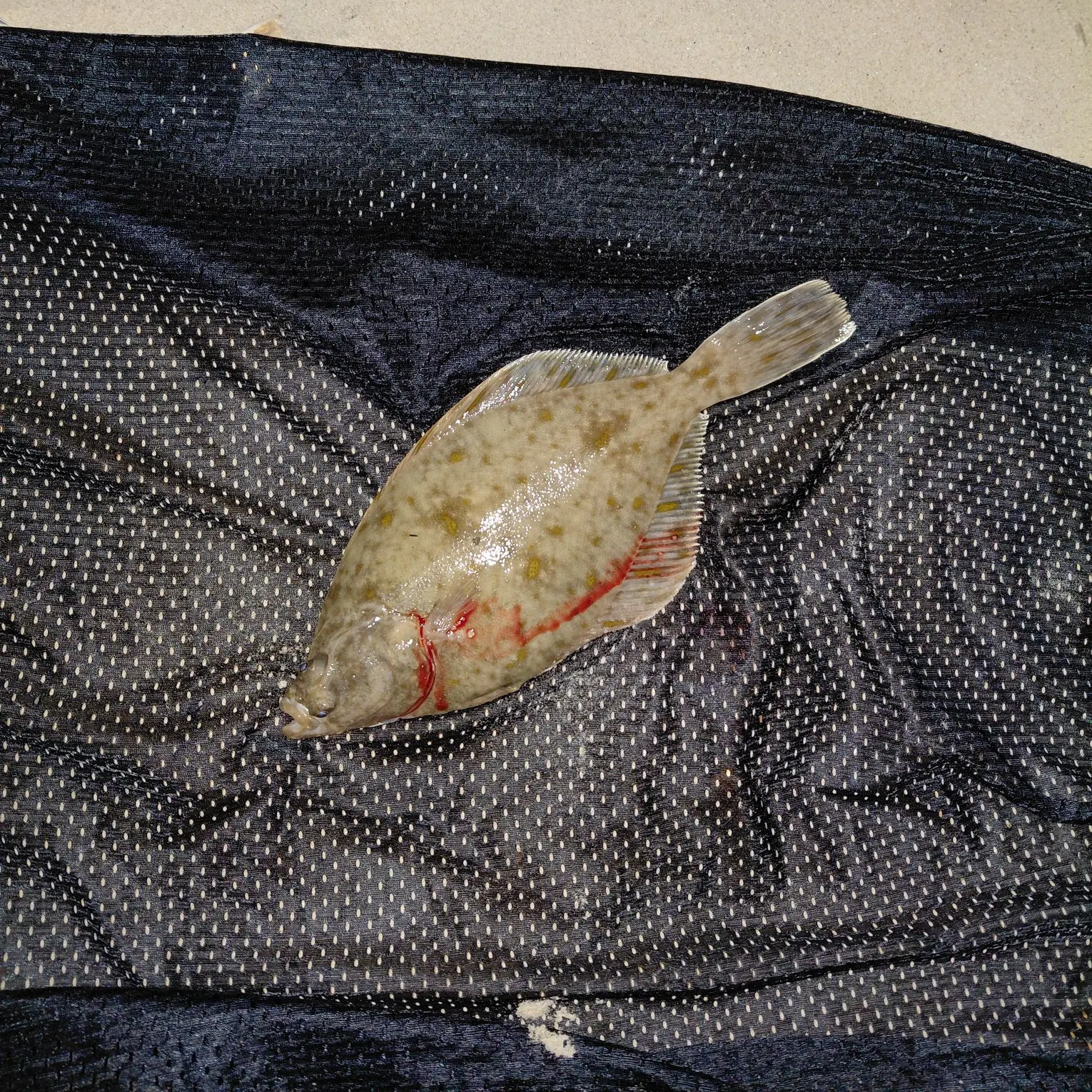 The most recent European flounder catches on Fishbrain