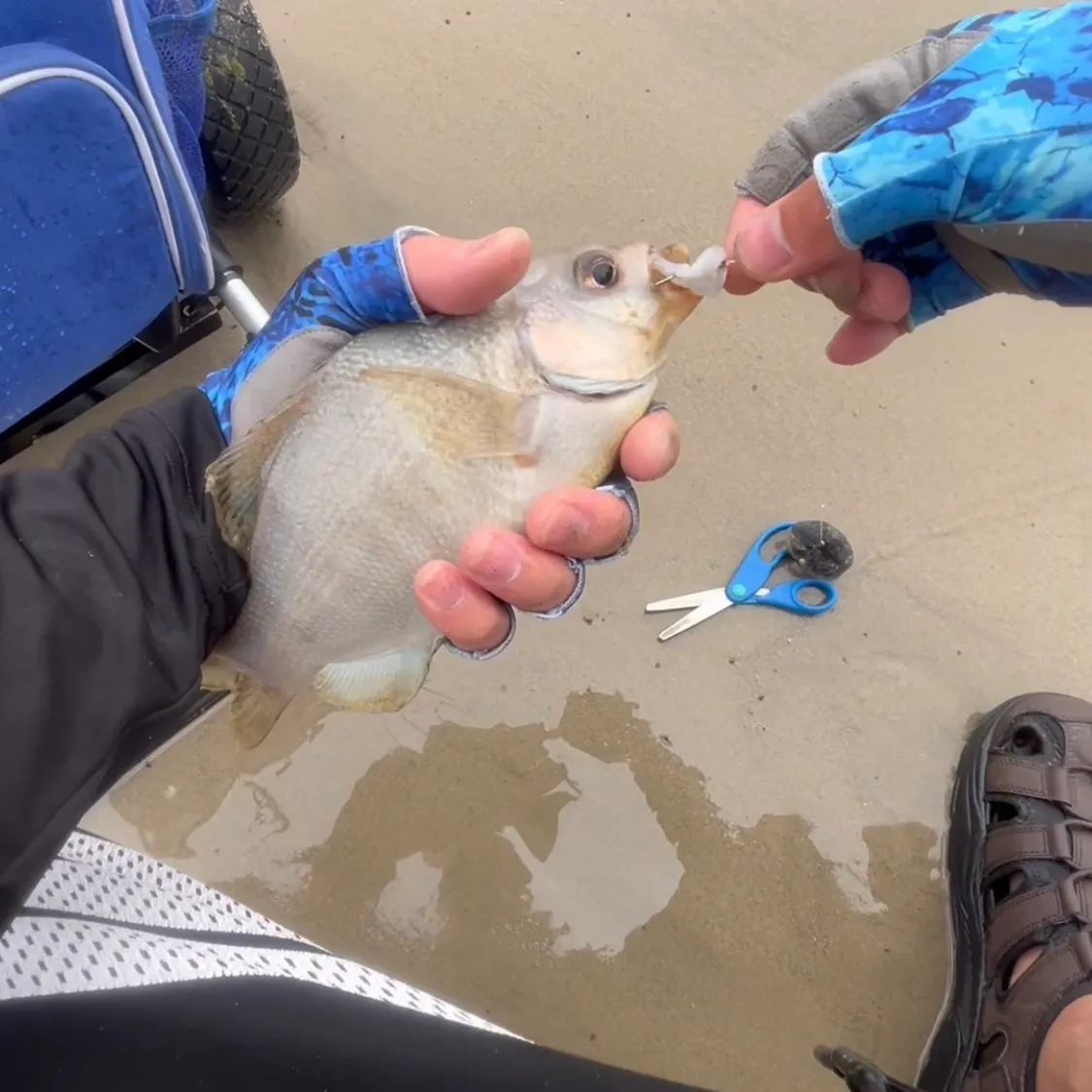 The most recent Silver surfperch catches on Fishbrain