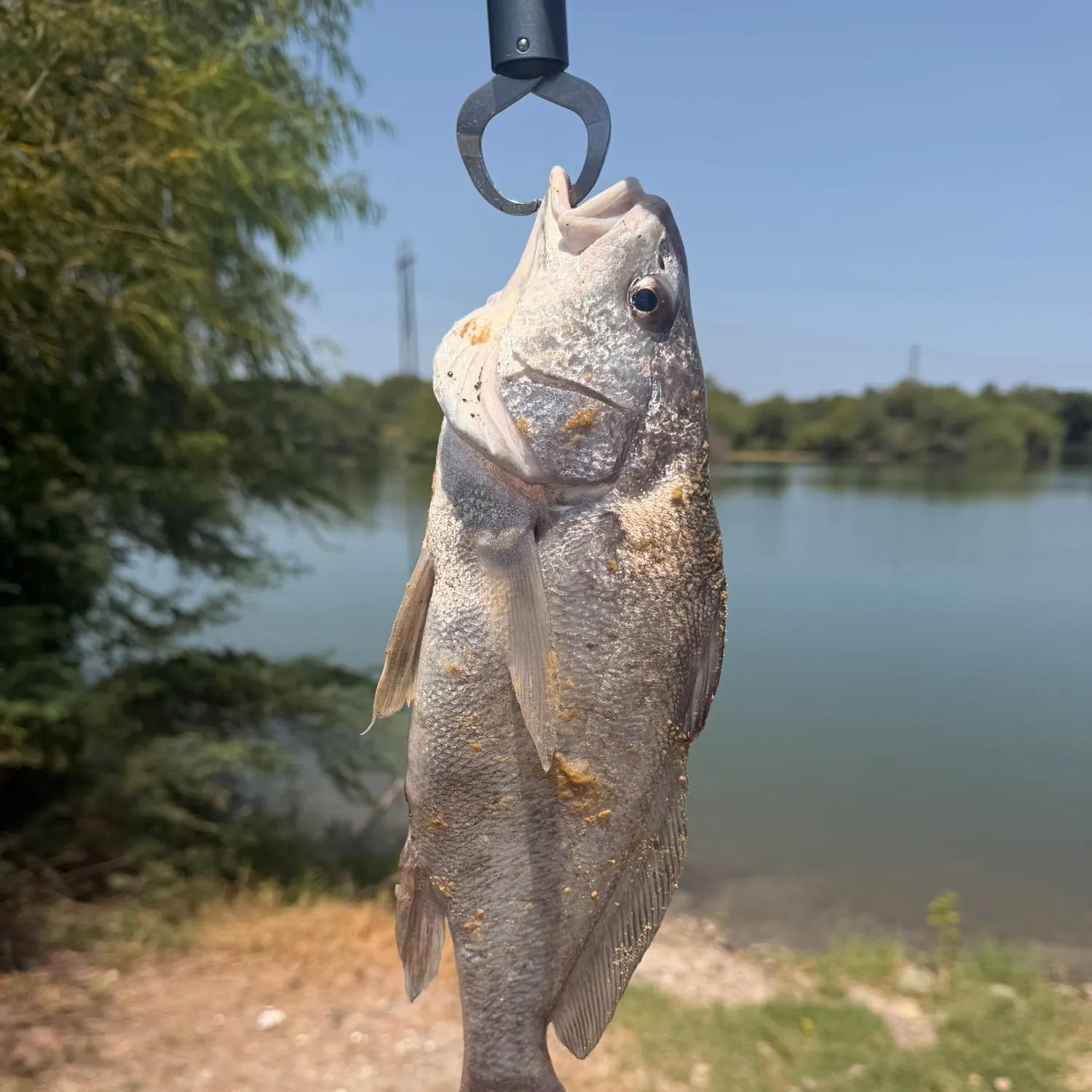Freshwater drum caught on Fishbrain