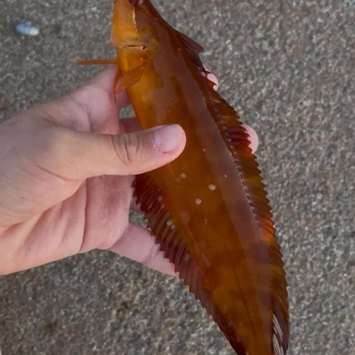 The most recent Giant kelpfish catches on Fishbrain