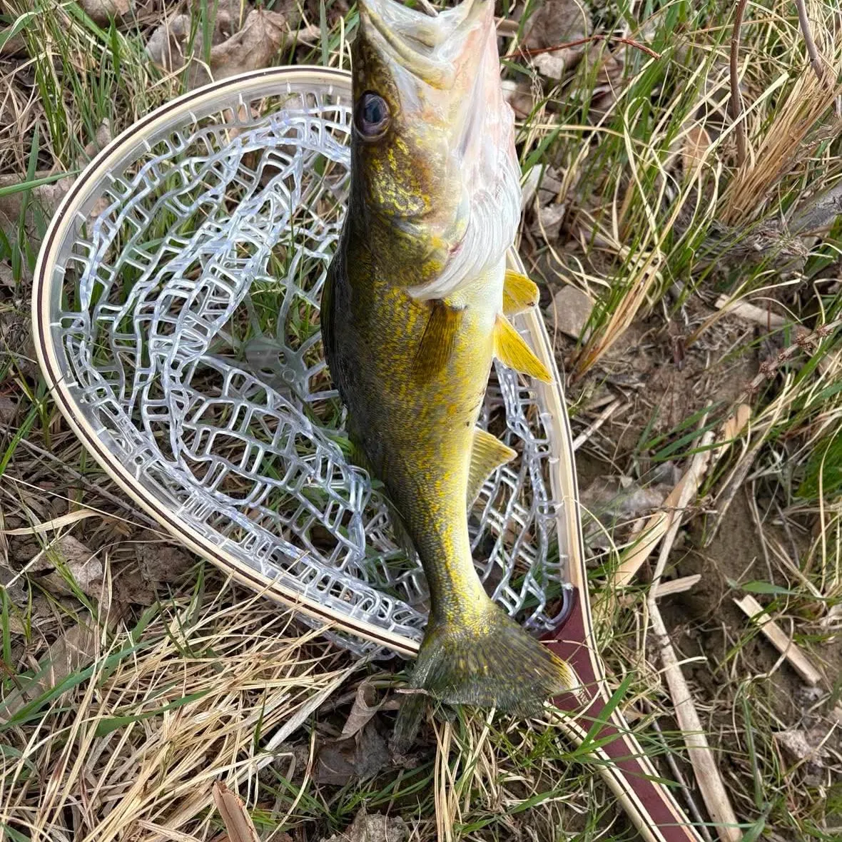 The most recent Walleye catches on Fishbrain