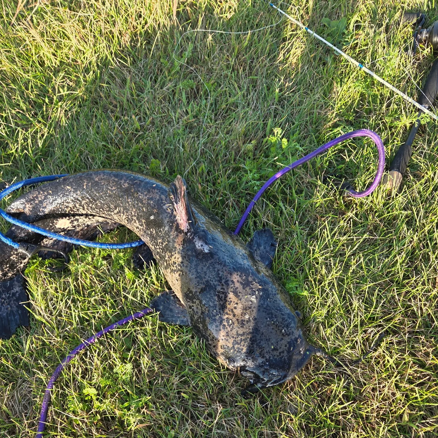Flathead catfish caught on Fishbrain