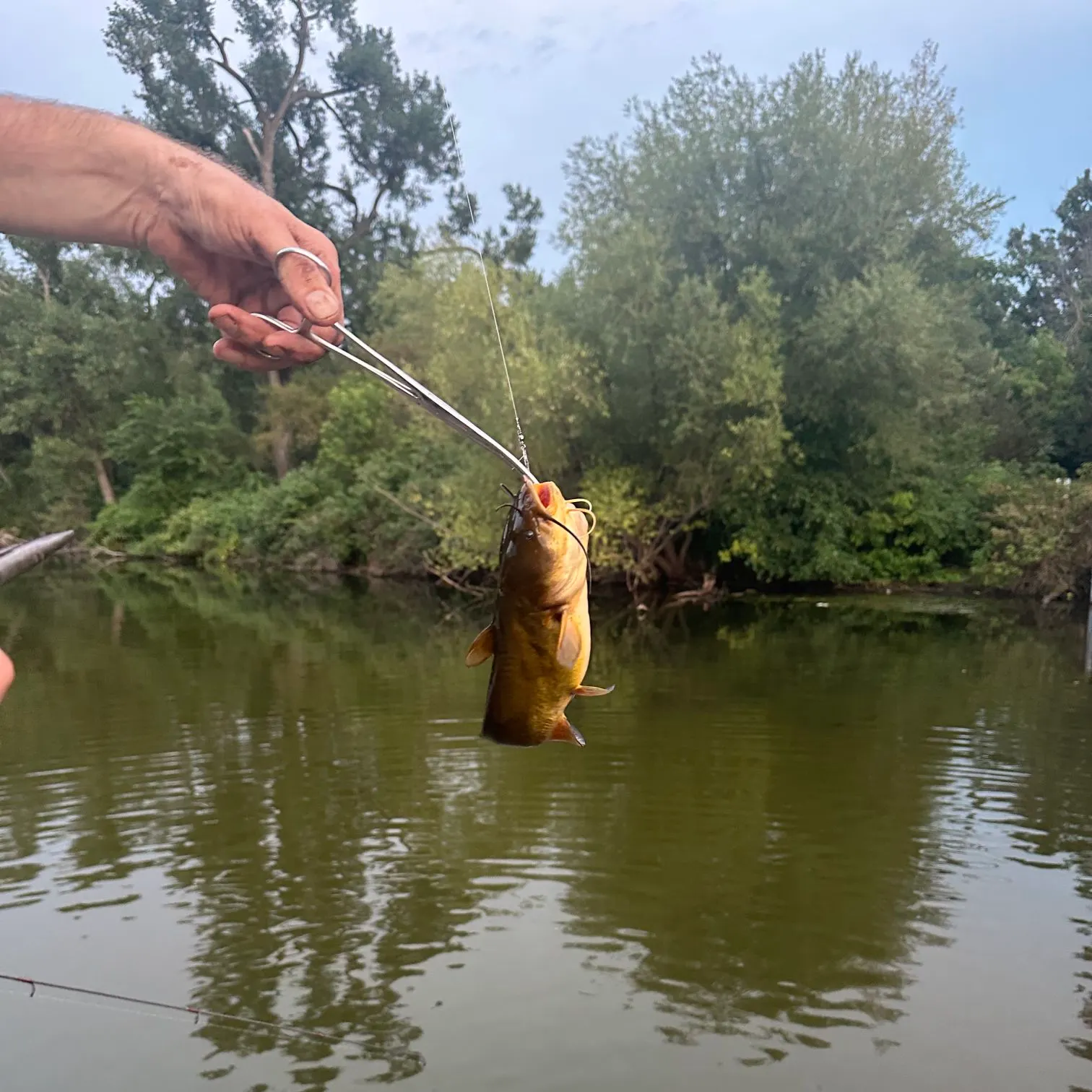 Yellow bullhead caught on Fishbrain