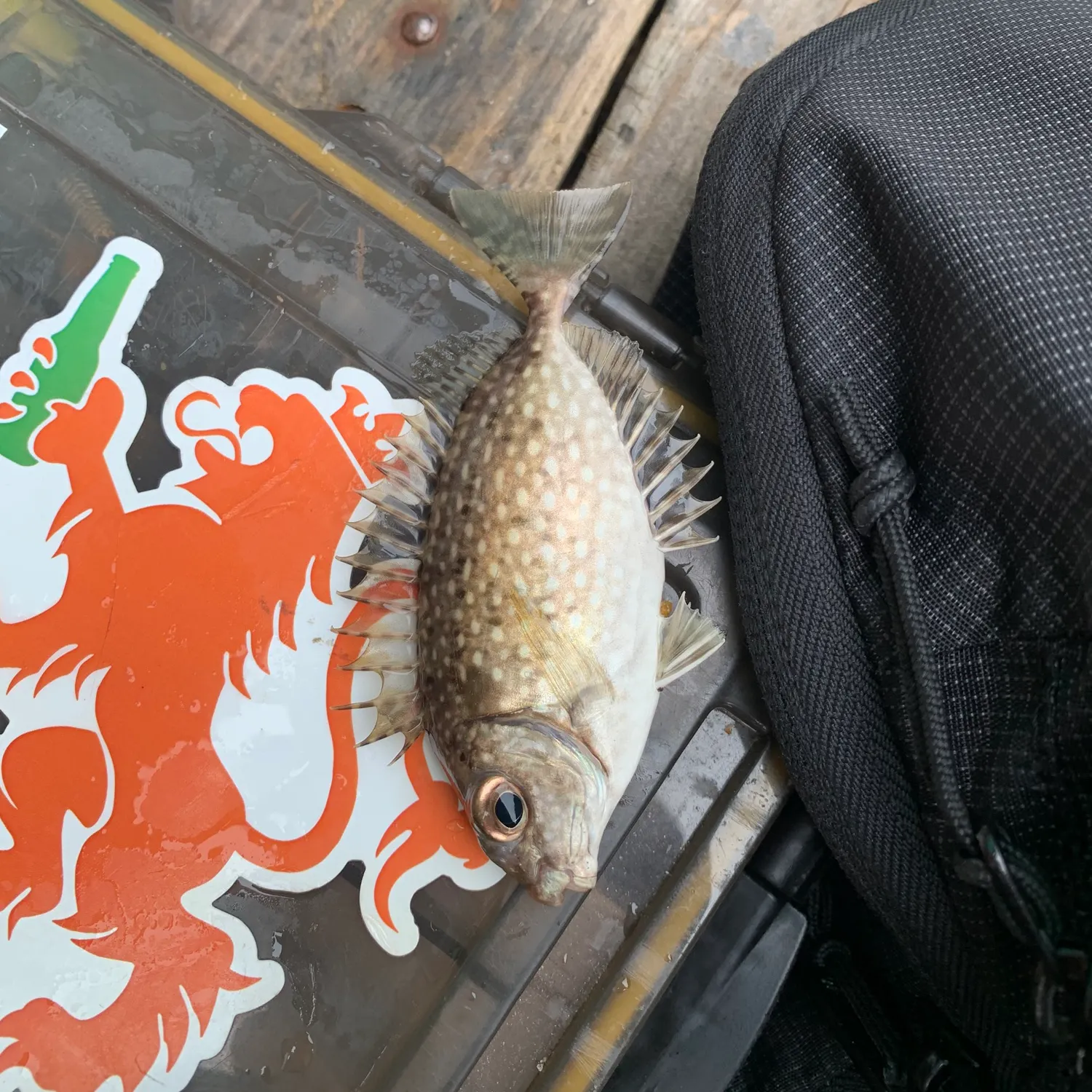 The most recent Mottled spinefoot catches on Fishbrain