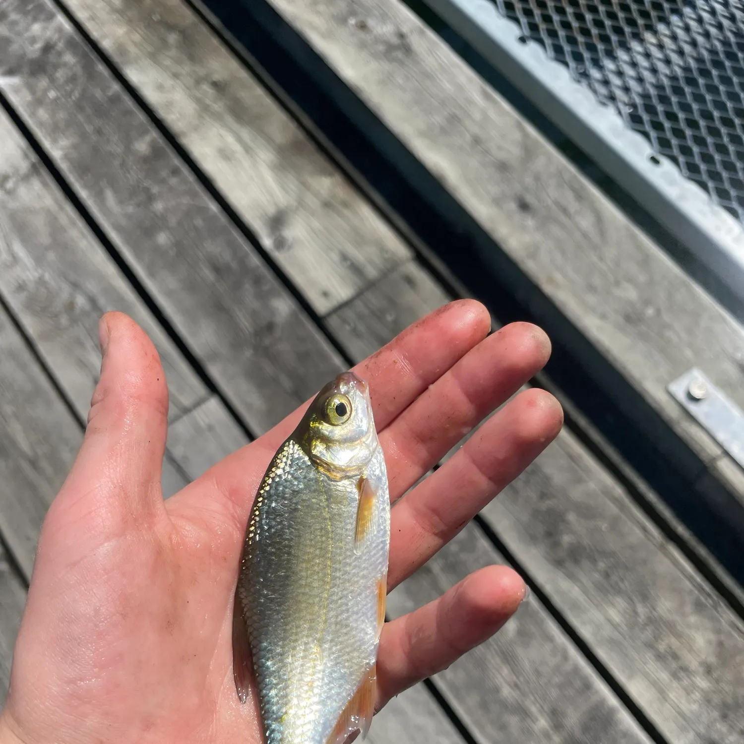 The most recent Vimba bream catches on Fishbrain