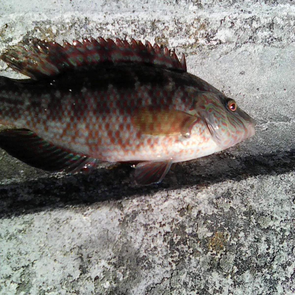 Cuckoo wrasse caught on Fishbrain