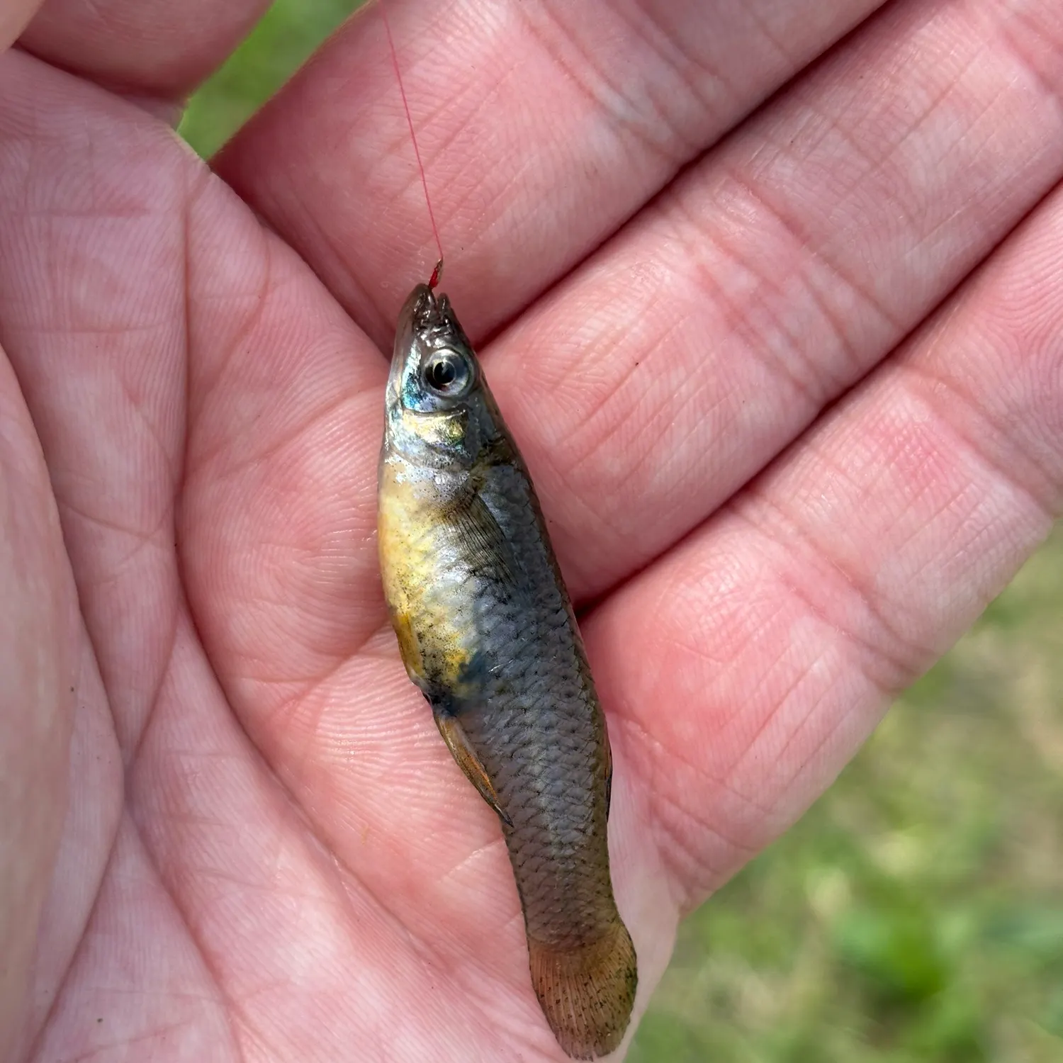The most recent Western mosquitofish catches on Fishbrain
