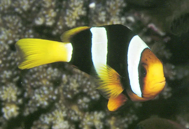 Yellowtail clownfish