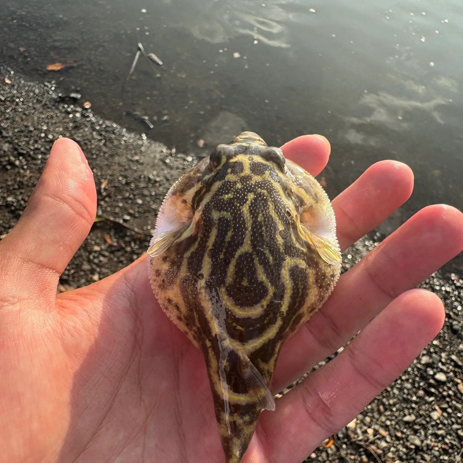 The most recent Oval puffer catches on Fishbrain