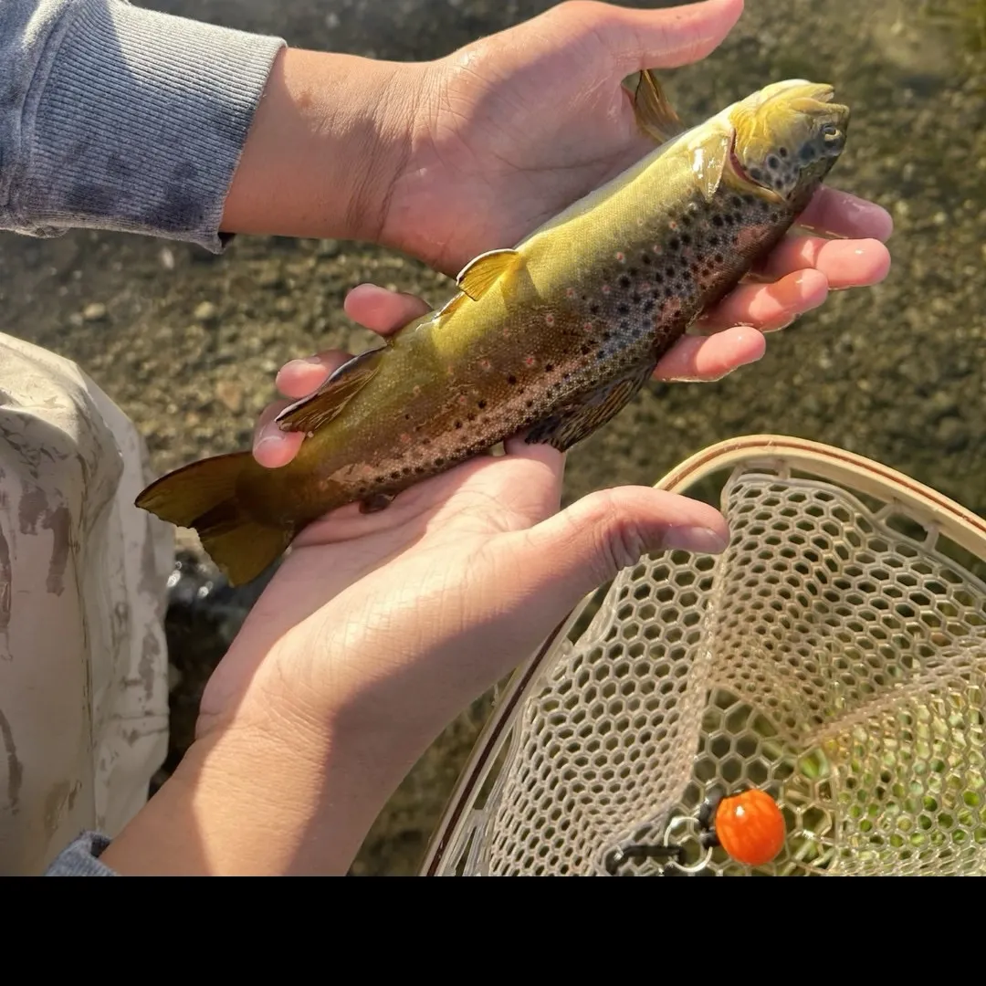 Brown trout caught on Fishbrain