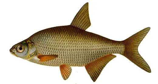 White bream