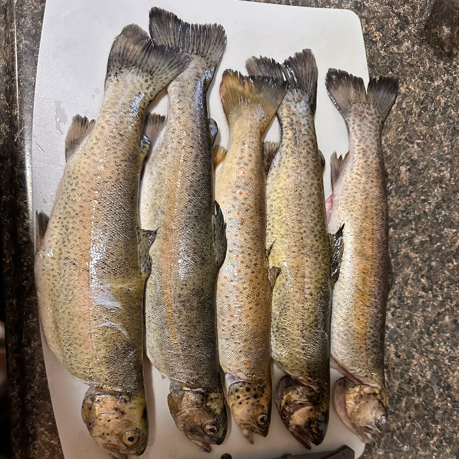 recently logged catches