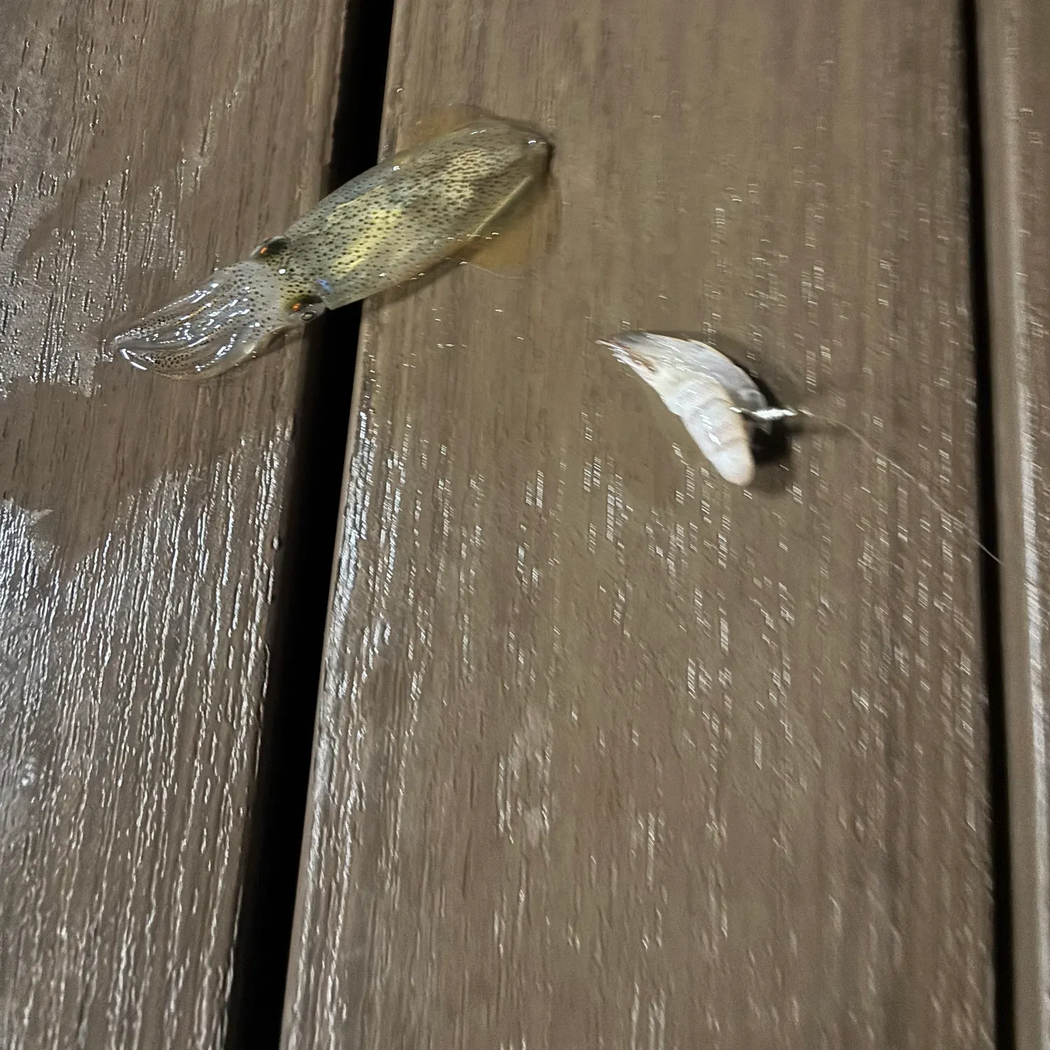 The most recent Longfin inshore squid catches on Fishbrain