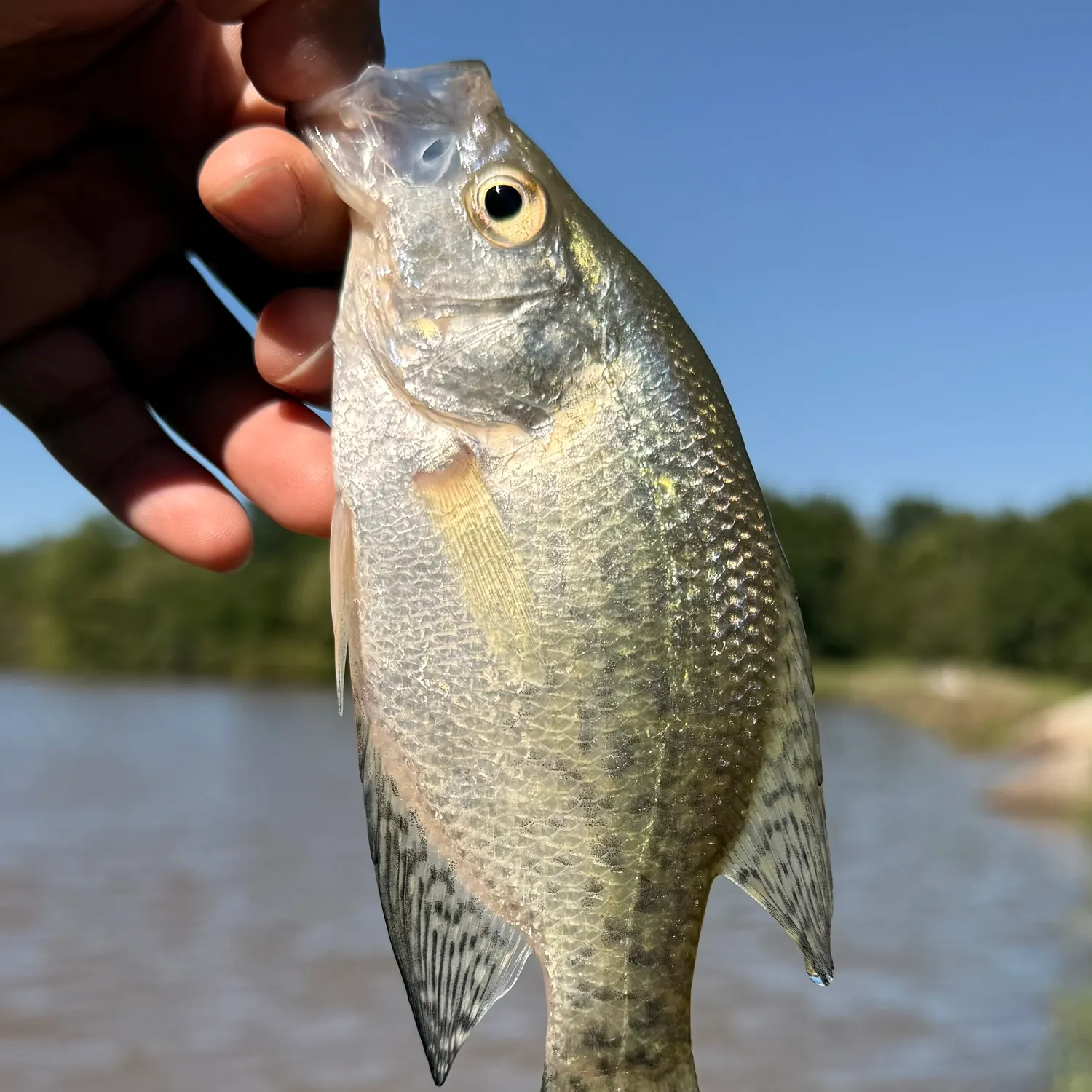 Black crappie caught on Fishbrain
