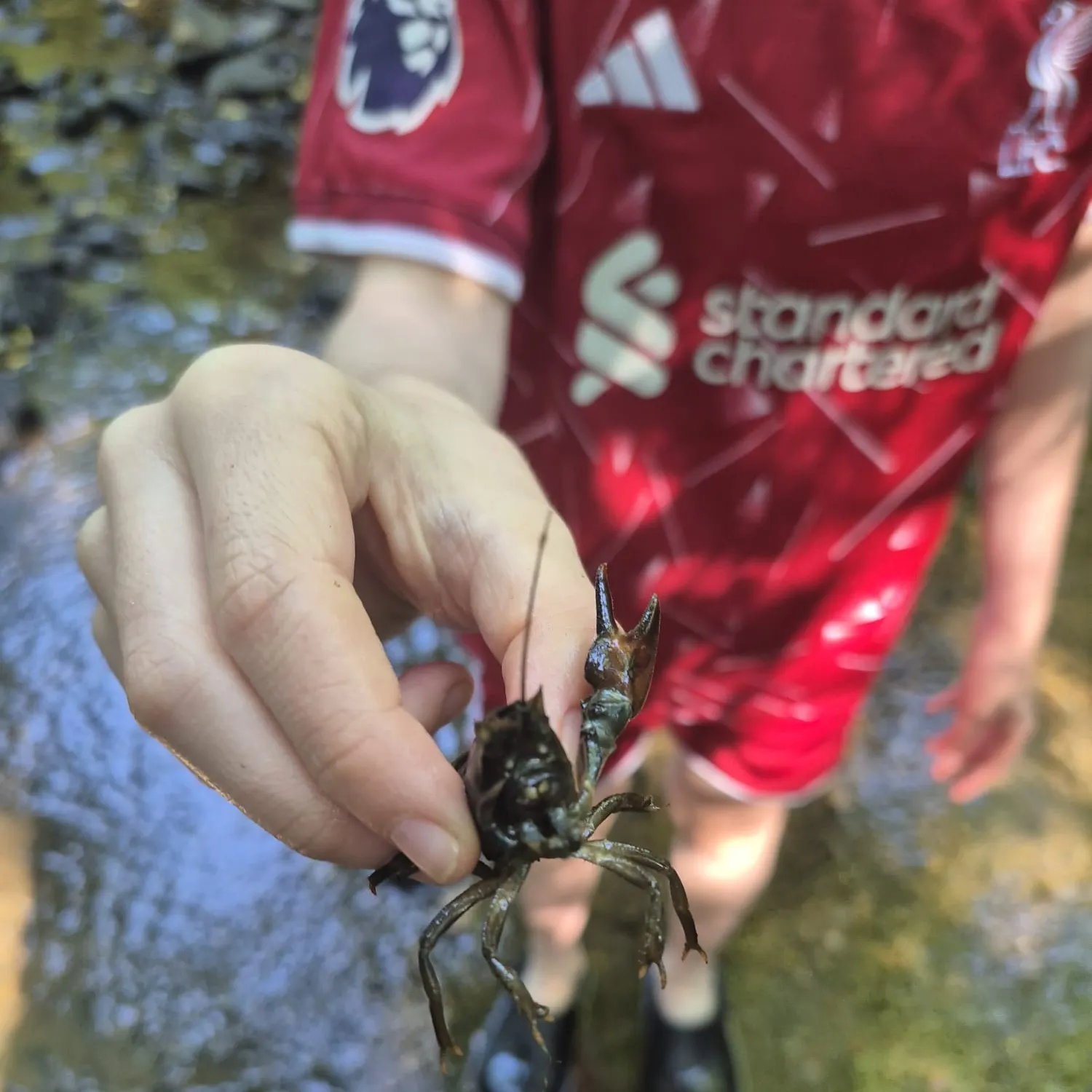 The most recent Signal crayfish catches on Fishbrain