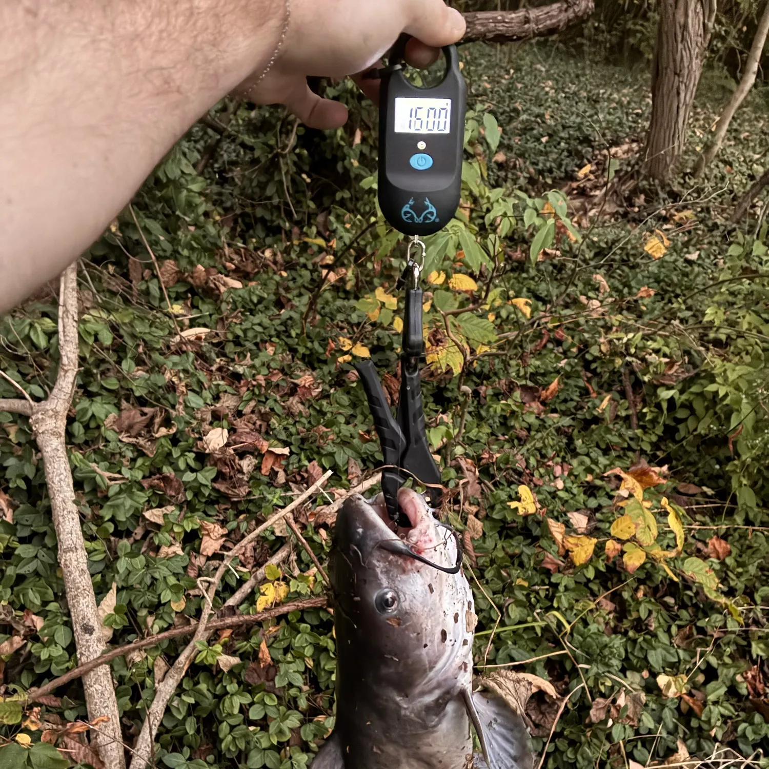 Blue catfish caught on Fishbrain