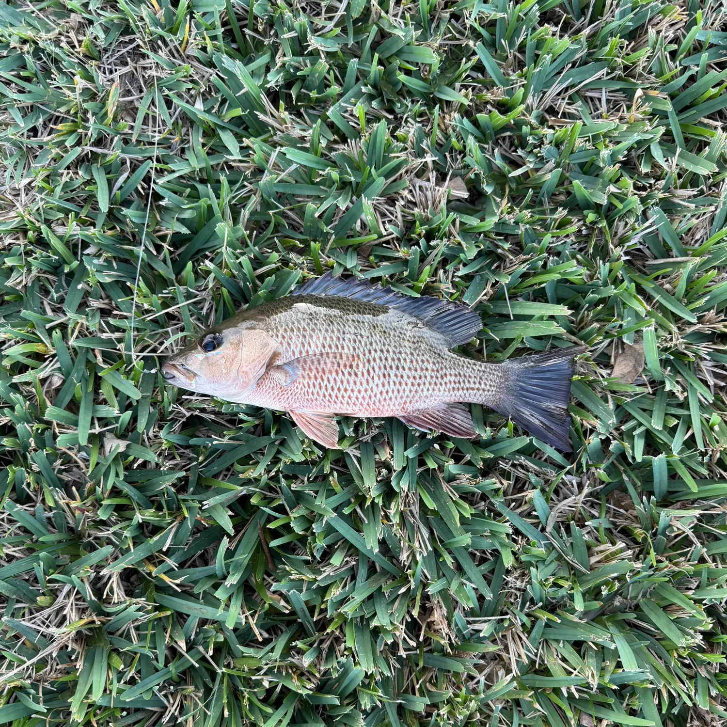 The most recent Mangrove snapper catches on Fishbrain