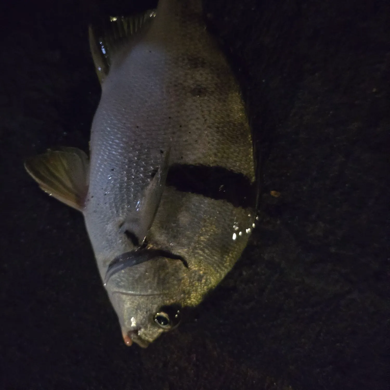 Fish caught on Fishbrain