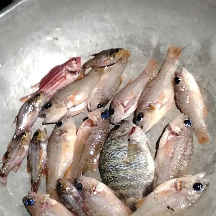 The most recent Smallmouth squirrelfish catches on Fishbrain