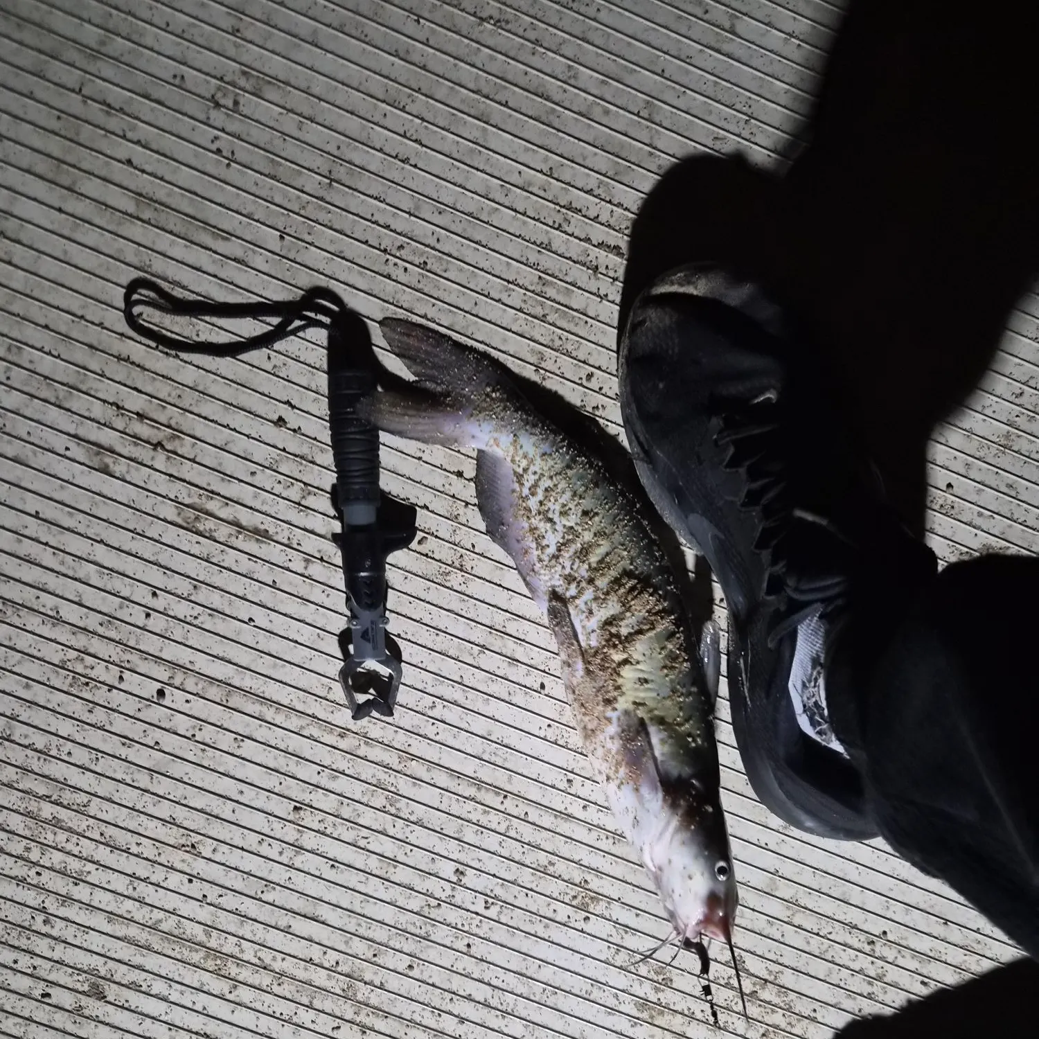 Blue catfish caught on Fishbrain