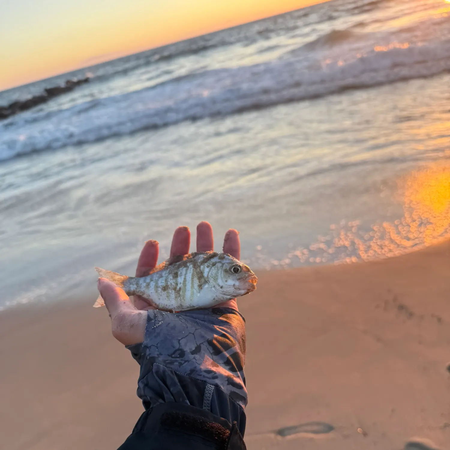 Barred surfperch caught on Fishbrain